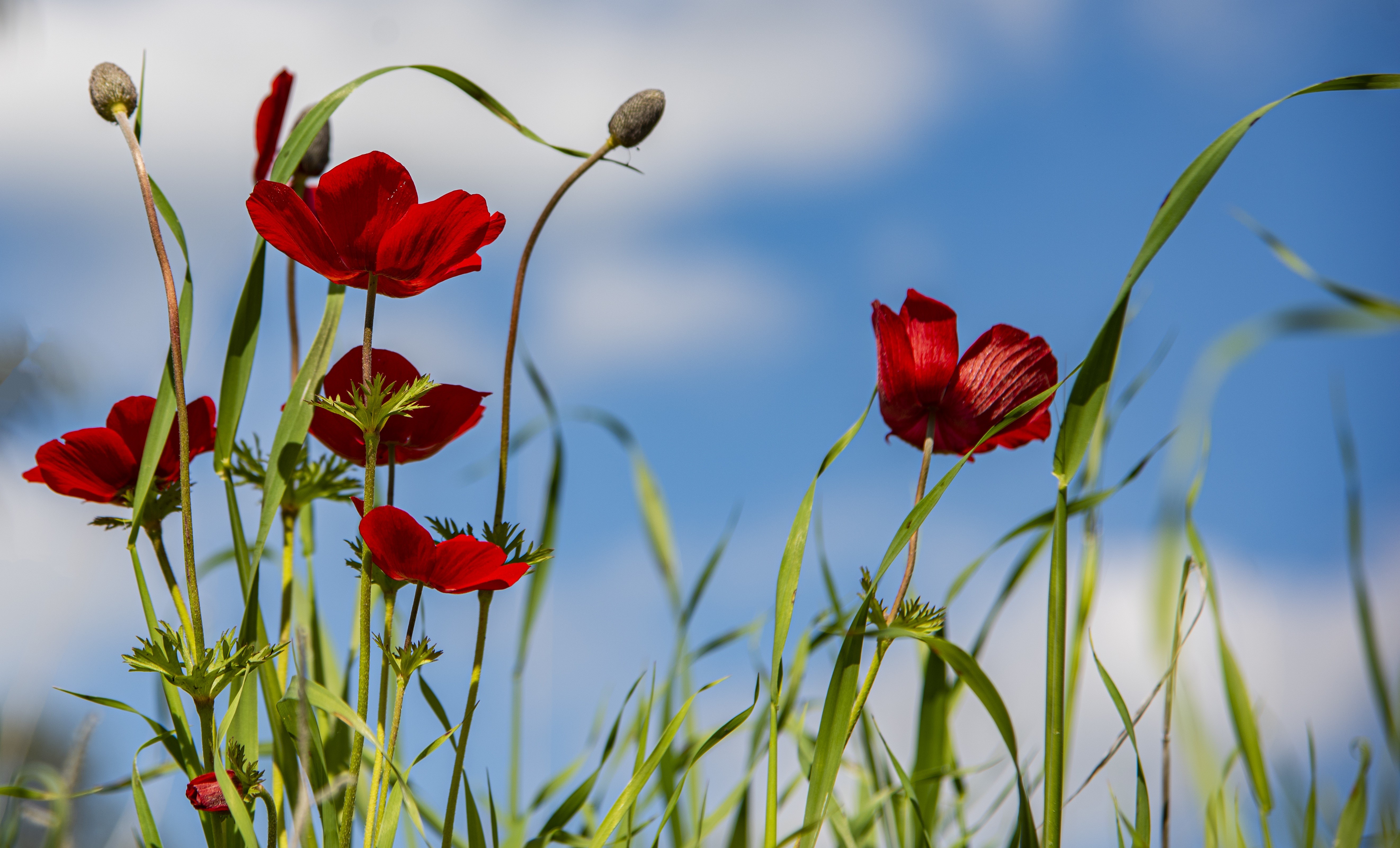 Red Poppies and Green Grass Against Blue Sky HD Wallpaper