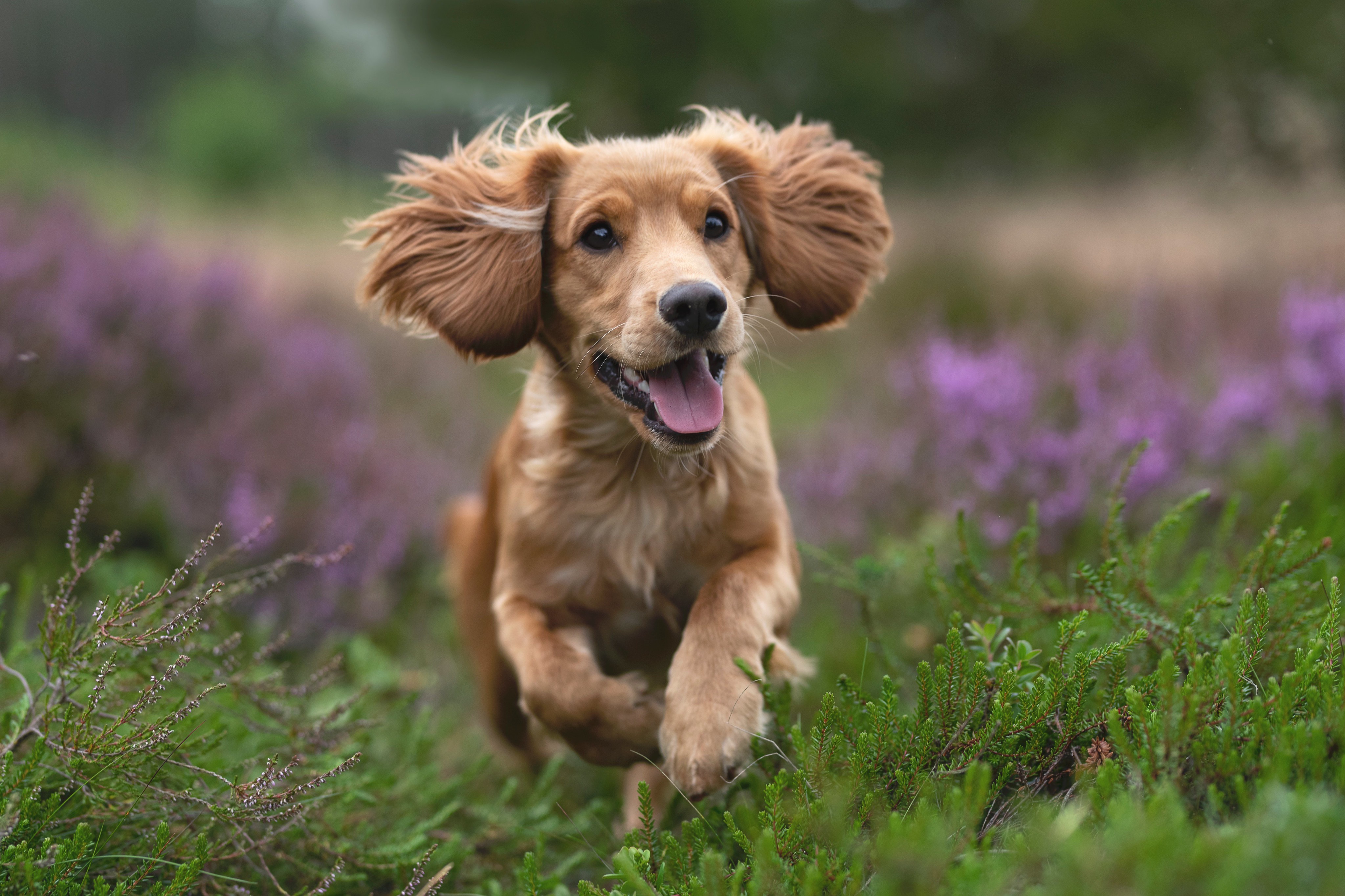 Golden Cocker Spaniel running through heather field HD Wallpaper