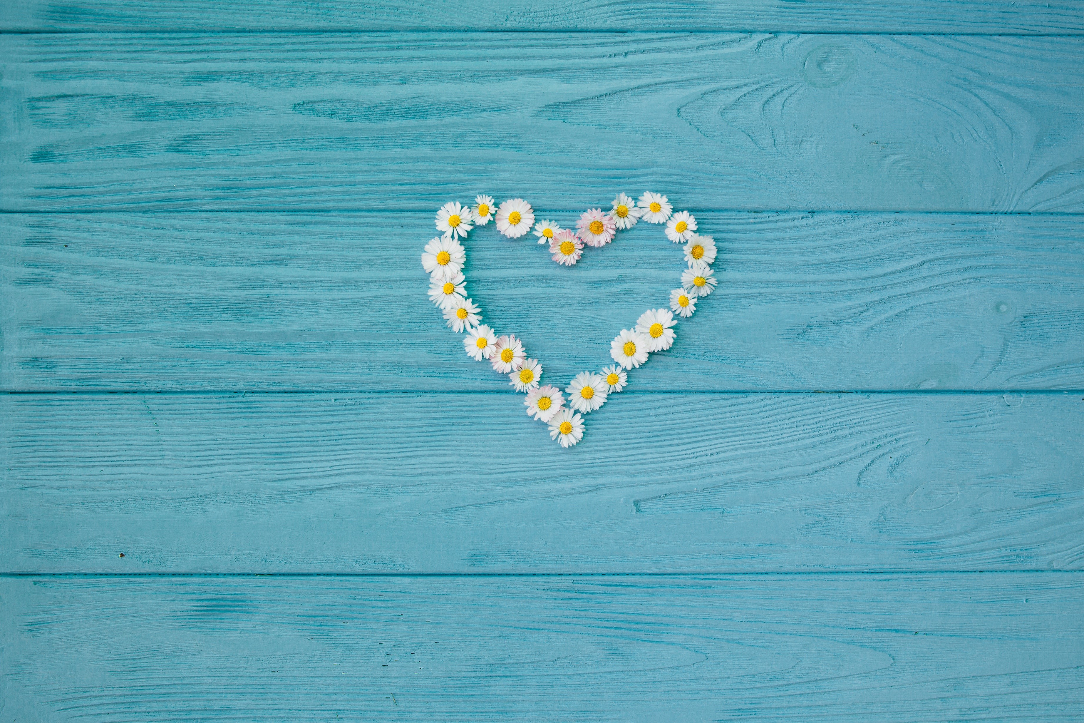 Heart shape made of daisies on blue wooden planks HD Wallpaper
