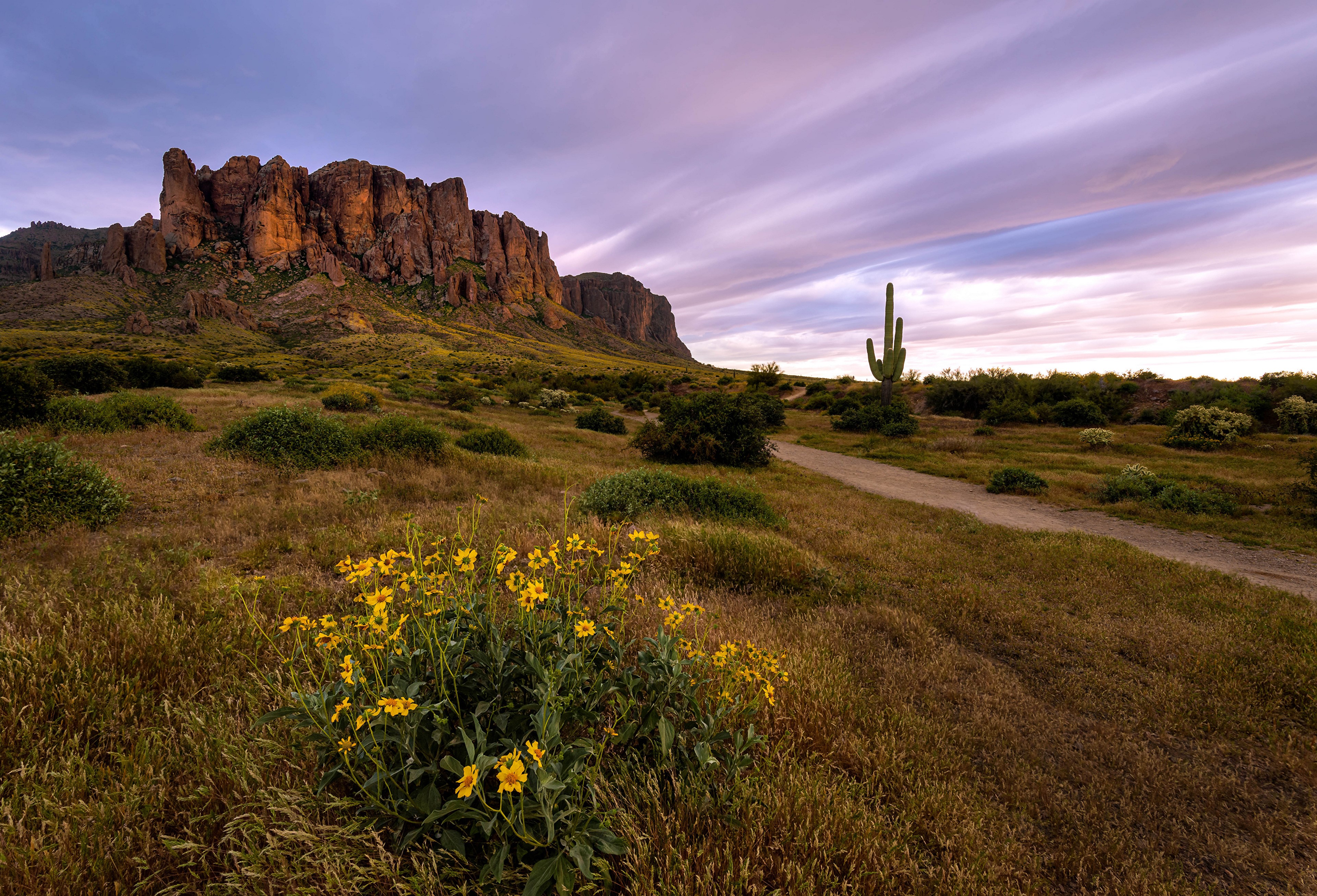 4K Arizona Spring Desert Landscape with Saguaro Cactus HD Wallpaper