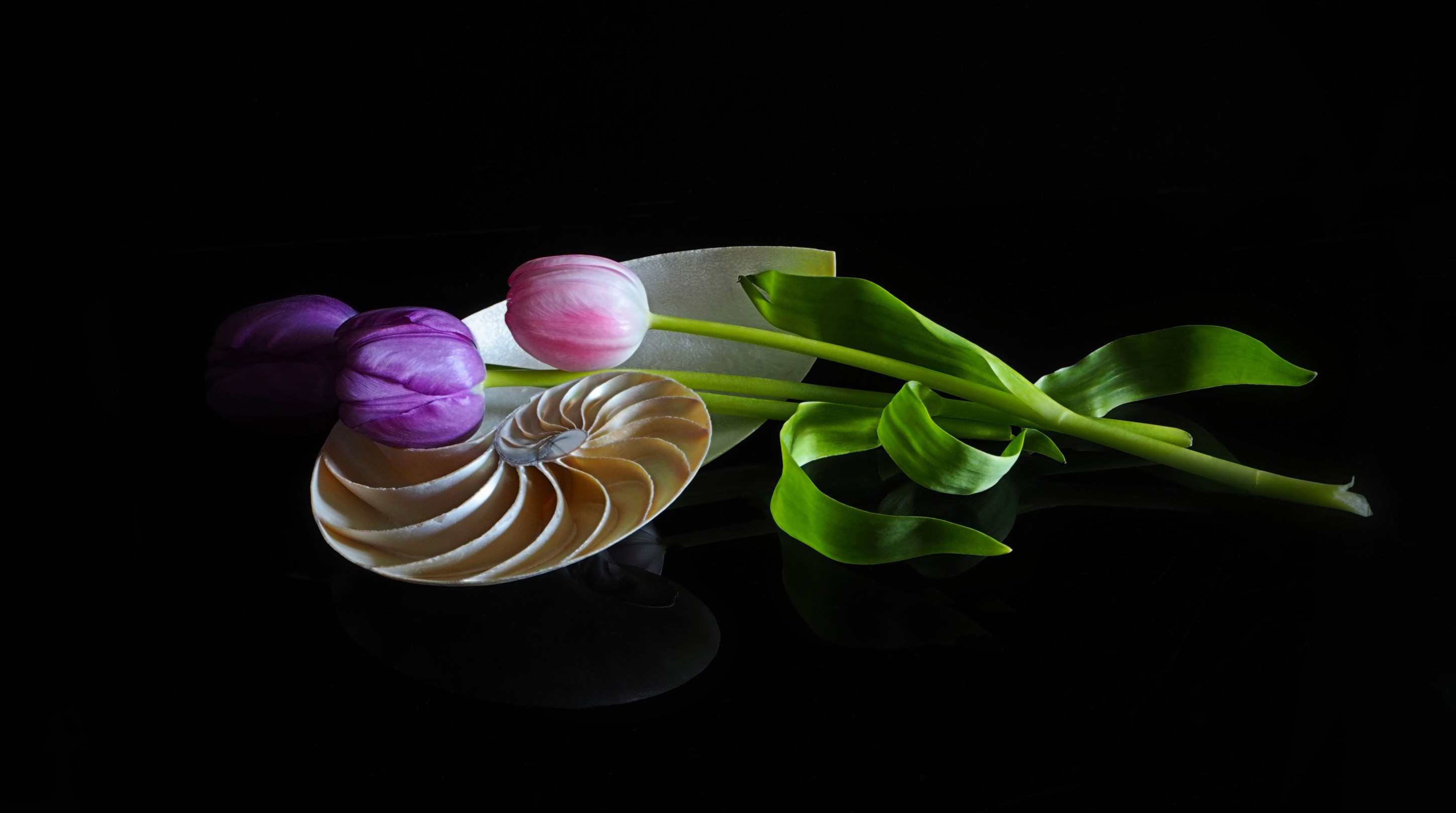 Tulips and Nautilus shell on black background HD Wallpaper