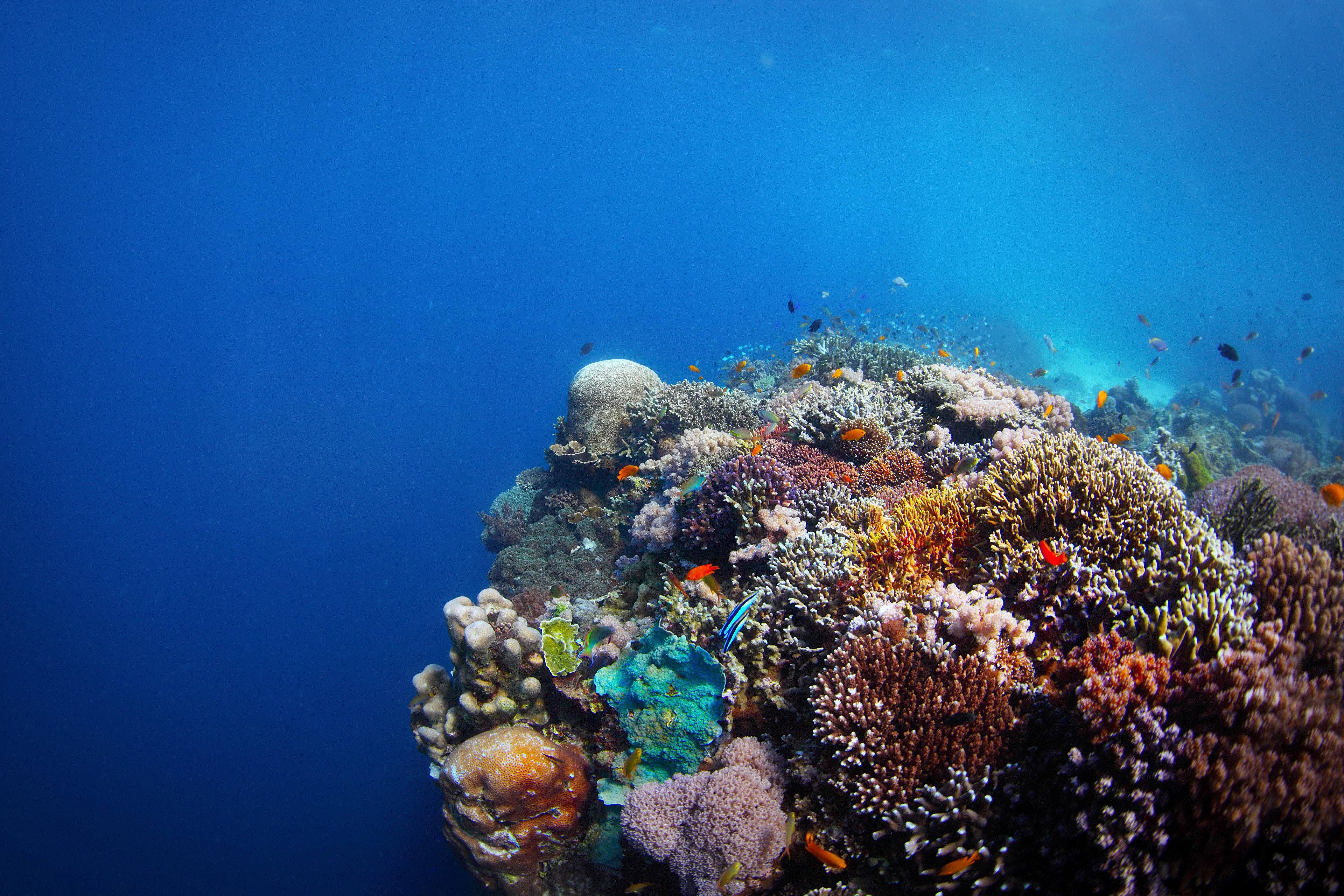 4K Underwater world with Corals and Fish HD Wallpaper