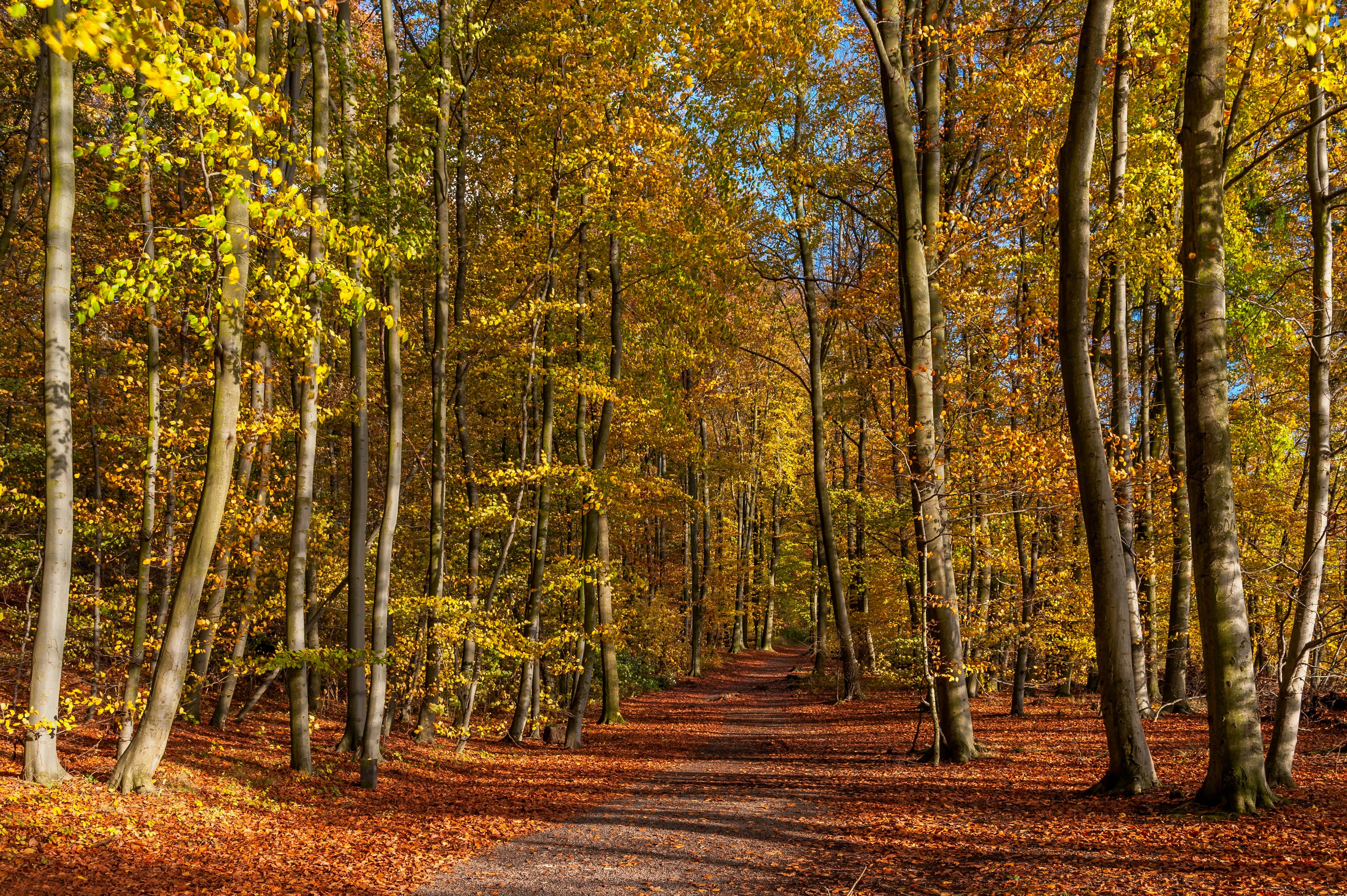 4K Autumn forest road in Eastern Eifel, Germany HD Wallpaper