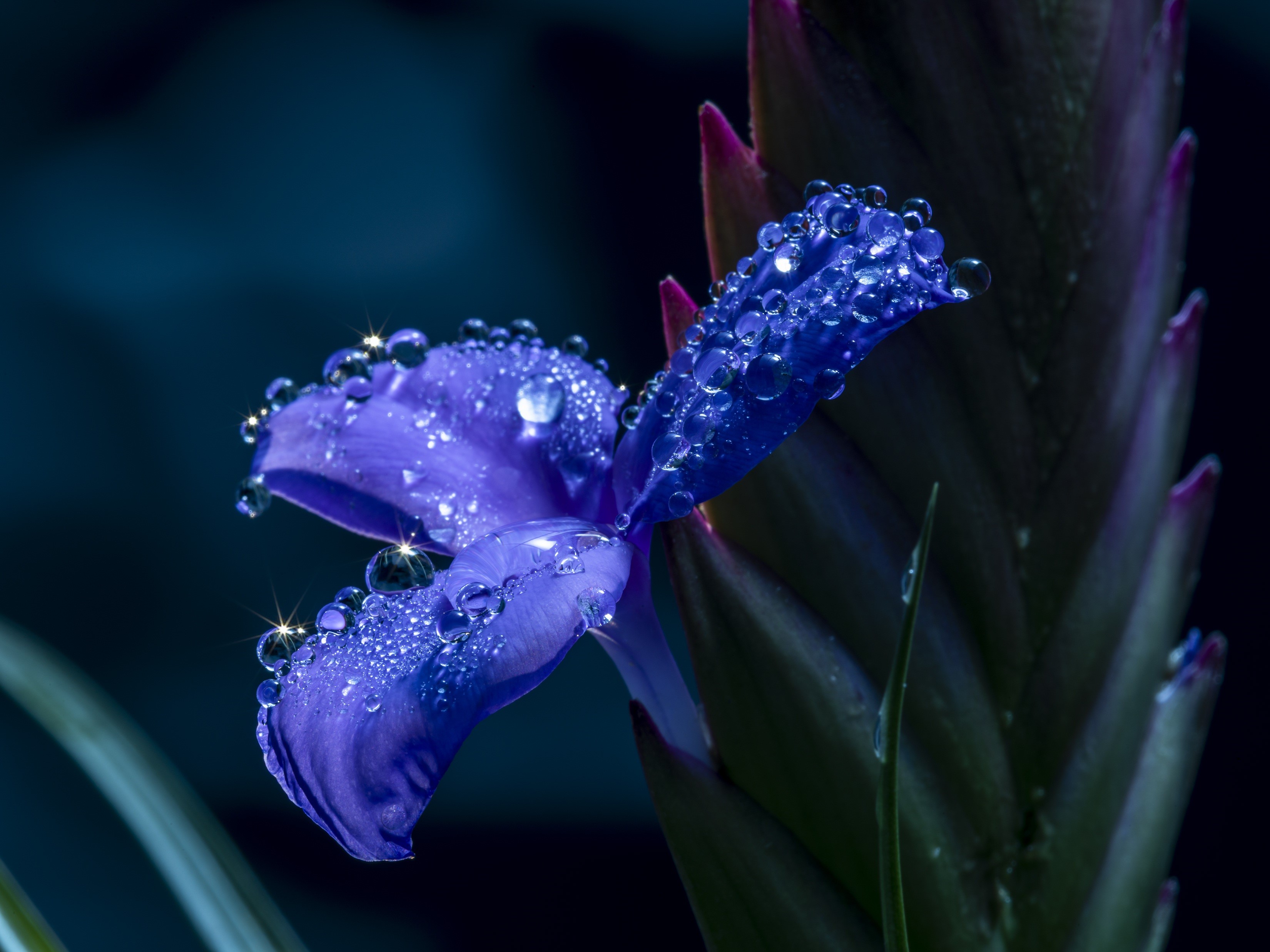 Close-up of a blue iris flower with water droplets HD Wallpaper