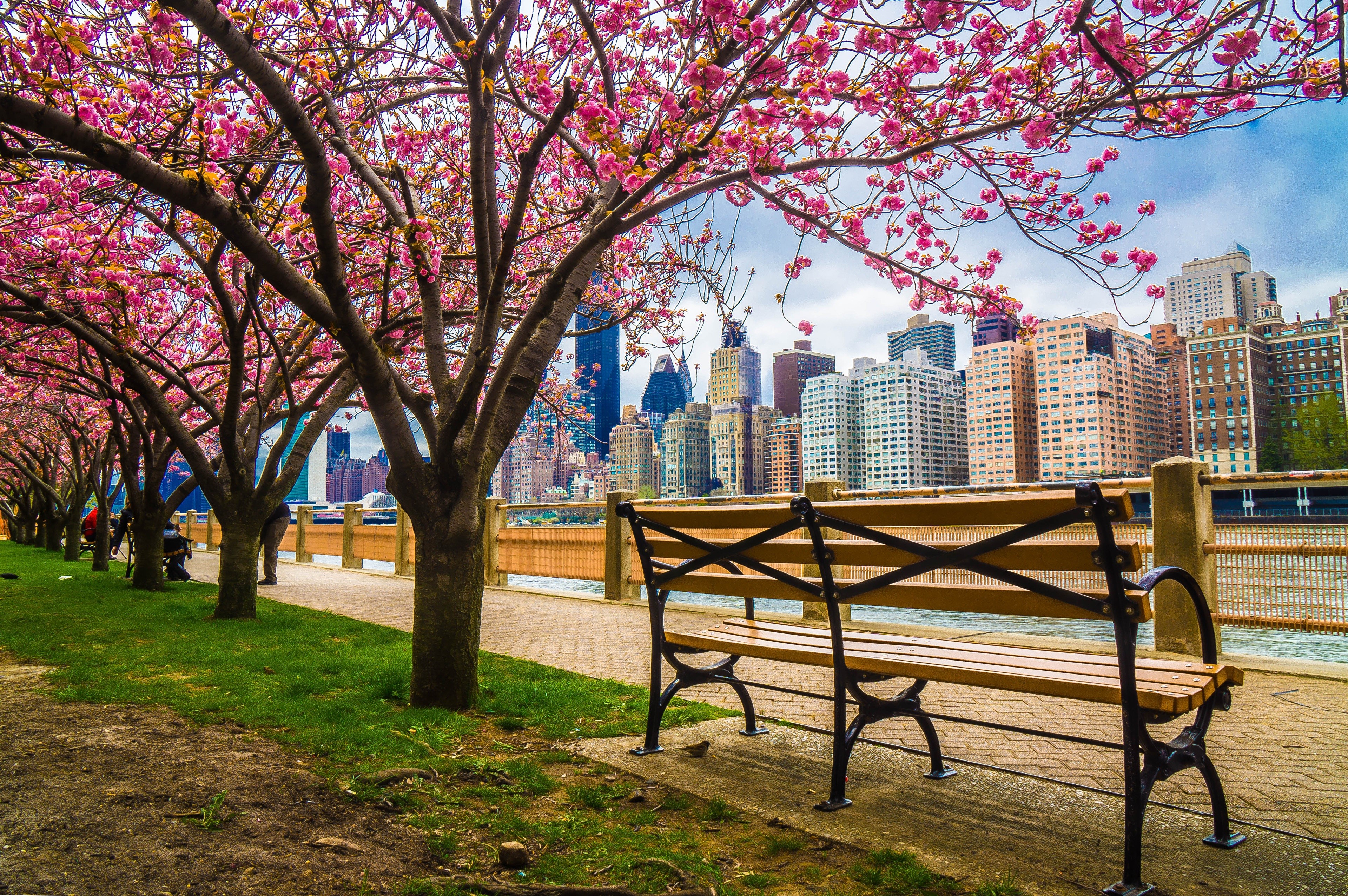 New York City waterfront with flowering trees and bench HD Wallpaper