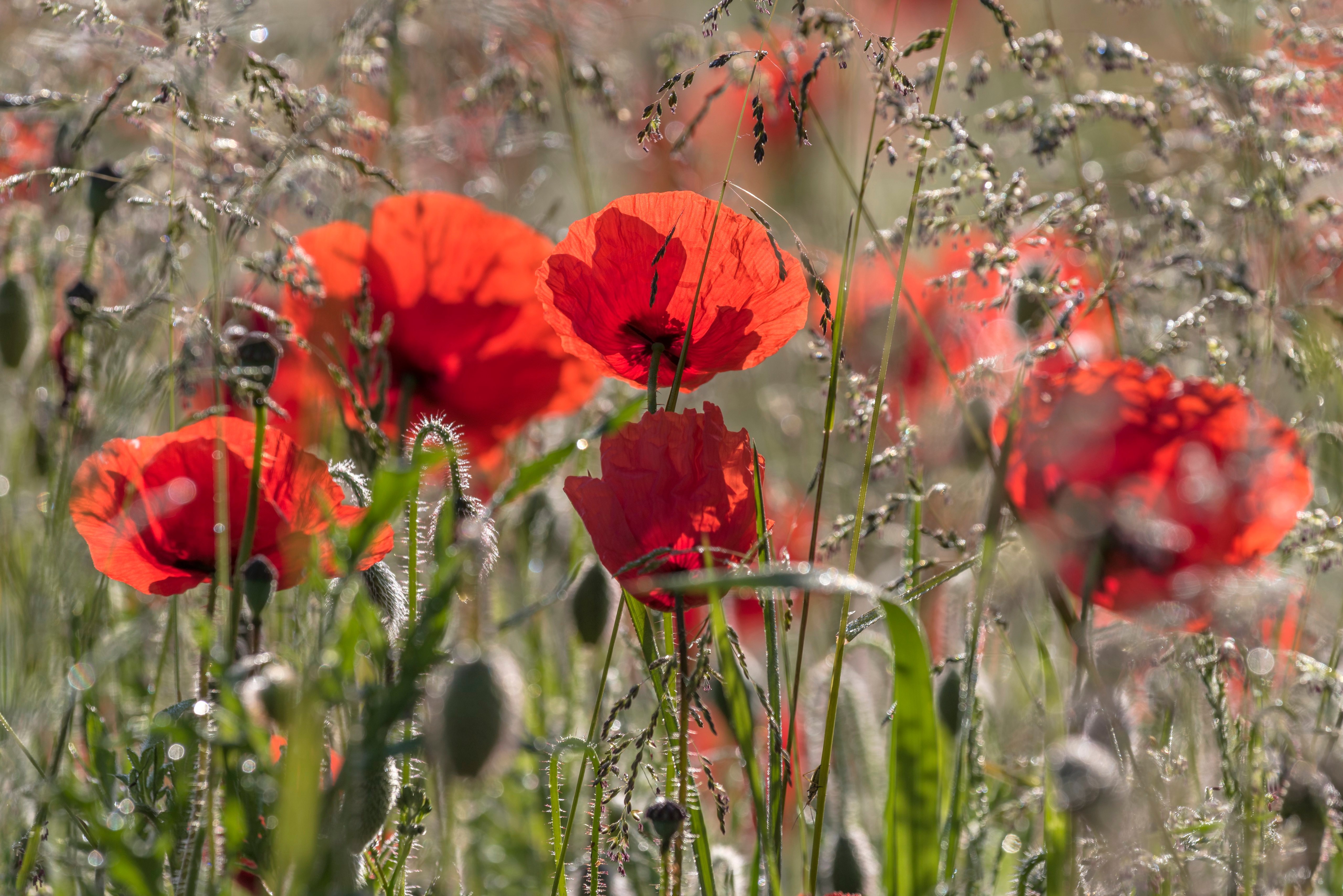 Field of Red Poppies and Grass HD Wallpaper