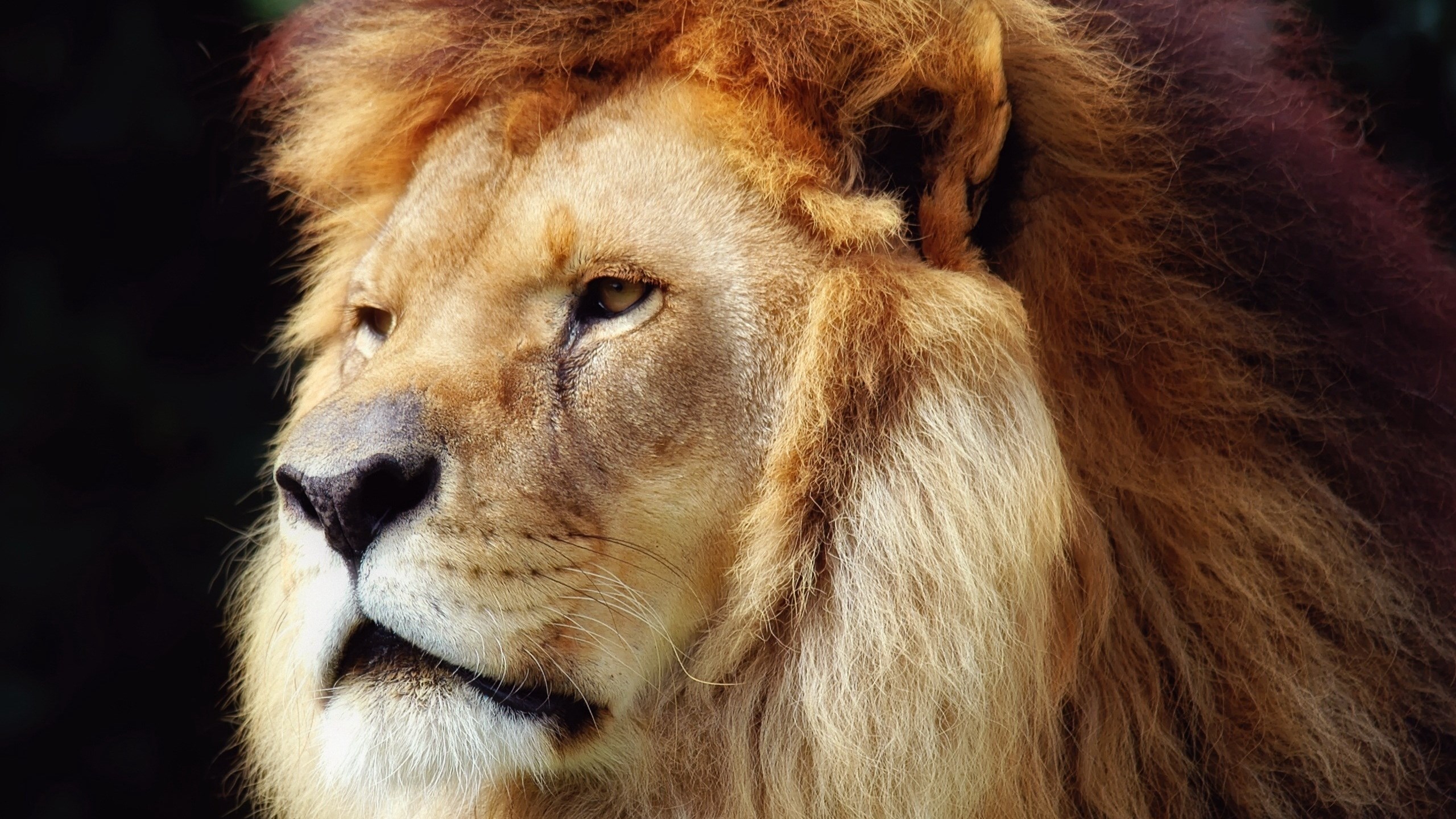 Close-up of a male lion's face HD Wallpaper