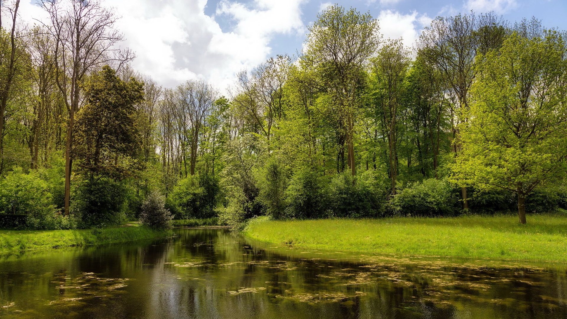 A tranquil pond surrounded by lush green trees HD Wallpaper