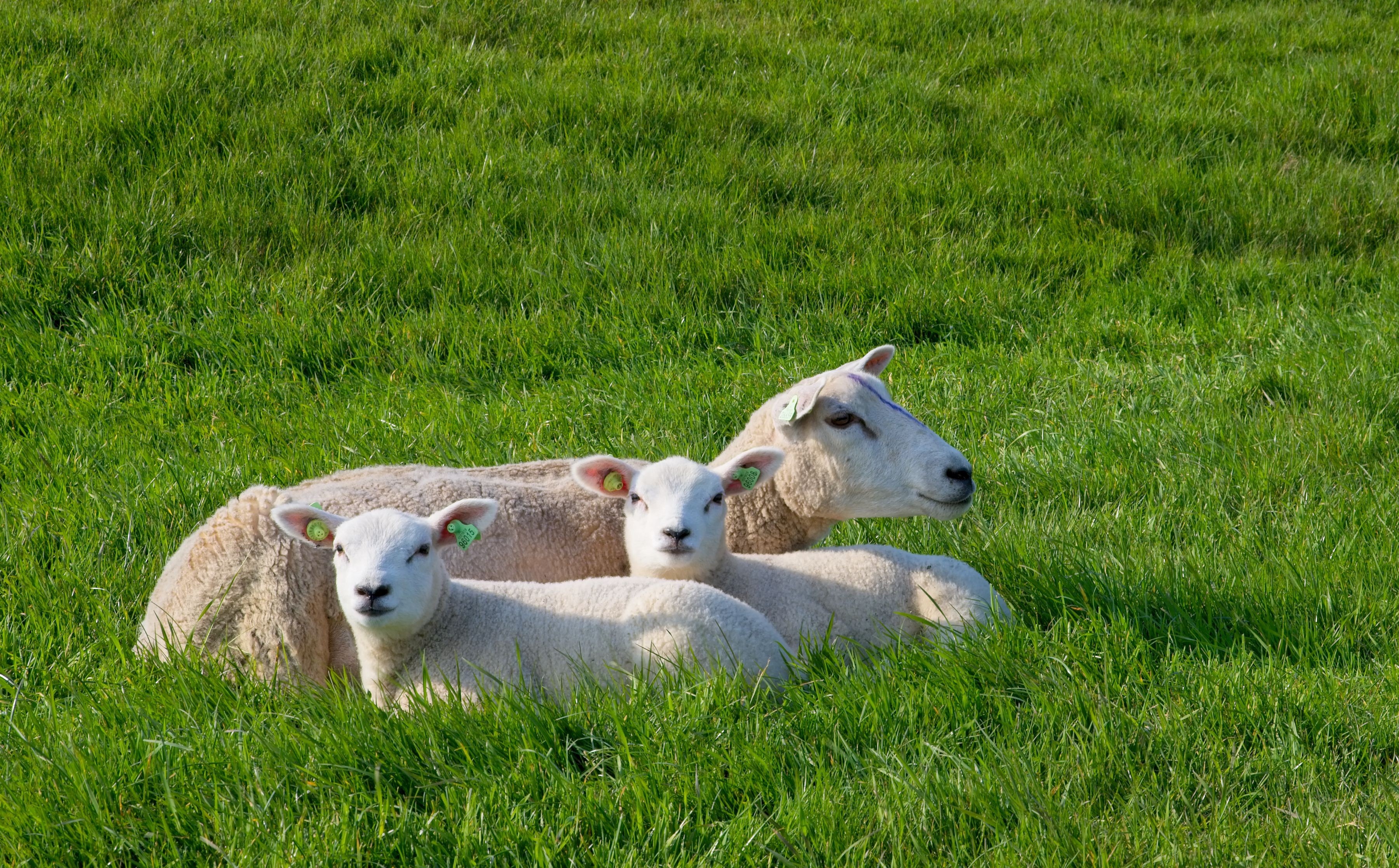 Three sheep lying in green grass HD Wallpaper