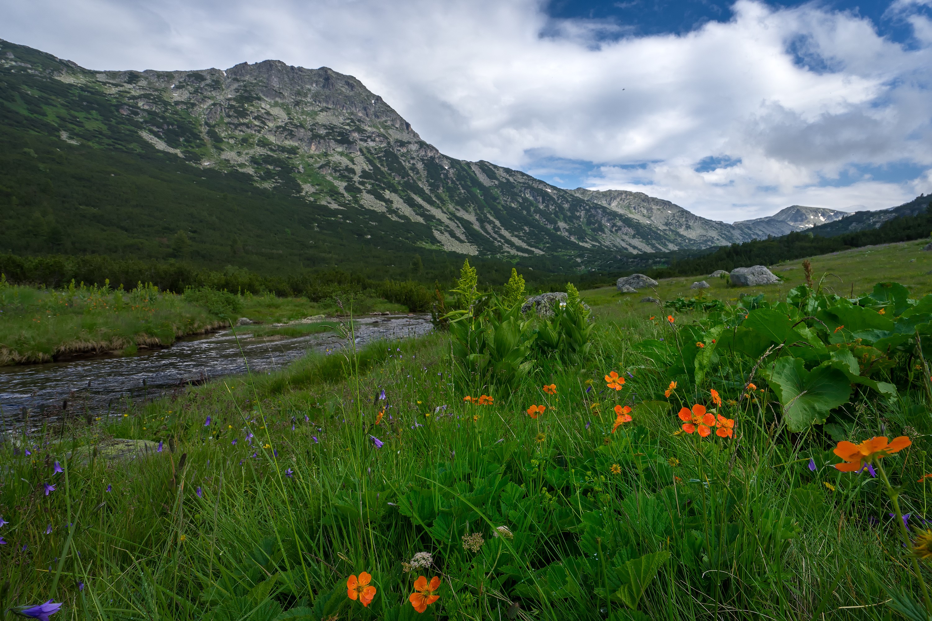 Mountain valley with river and wildflowers in Rila, Bulgaria HD Wallpaper