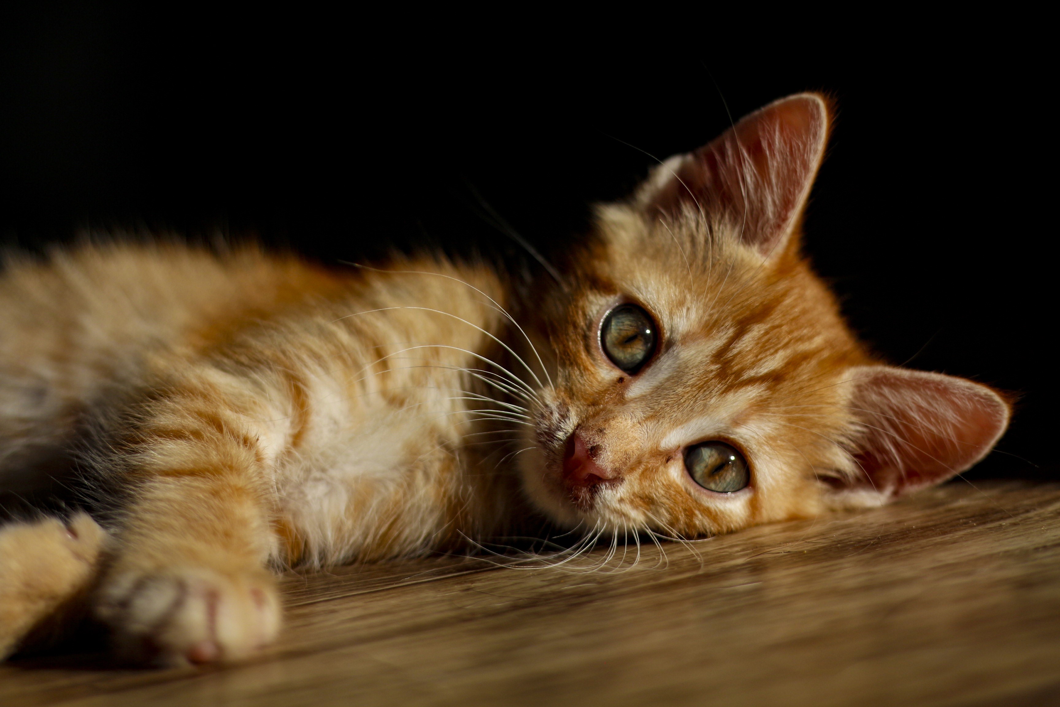 Orange tabby kitten lying on wooden floor HD Wallpaper