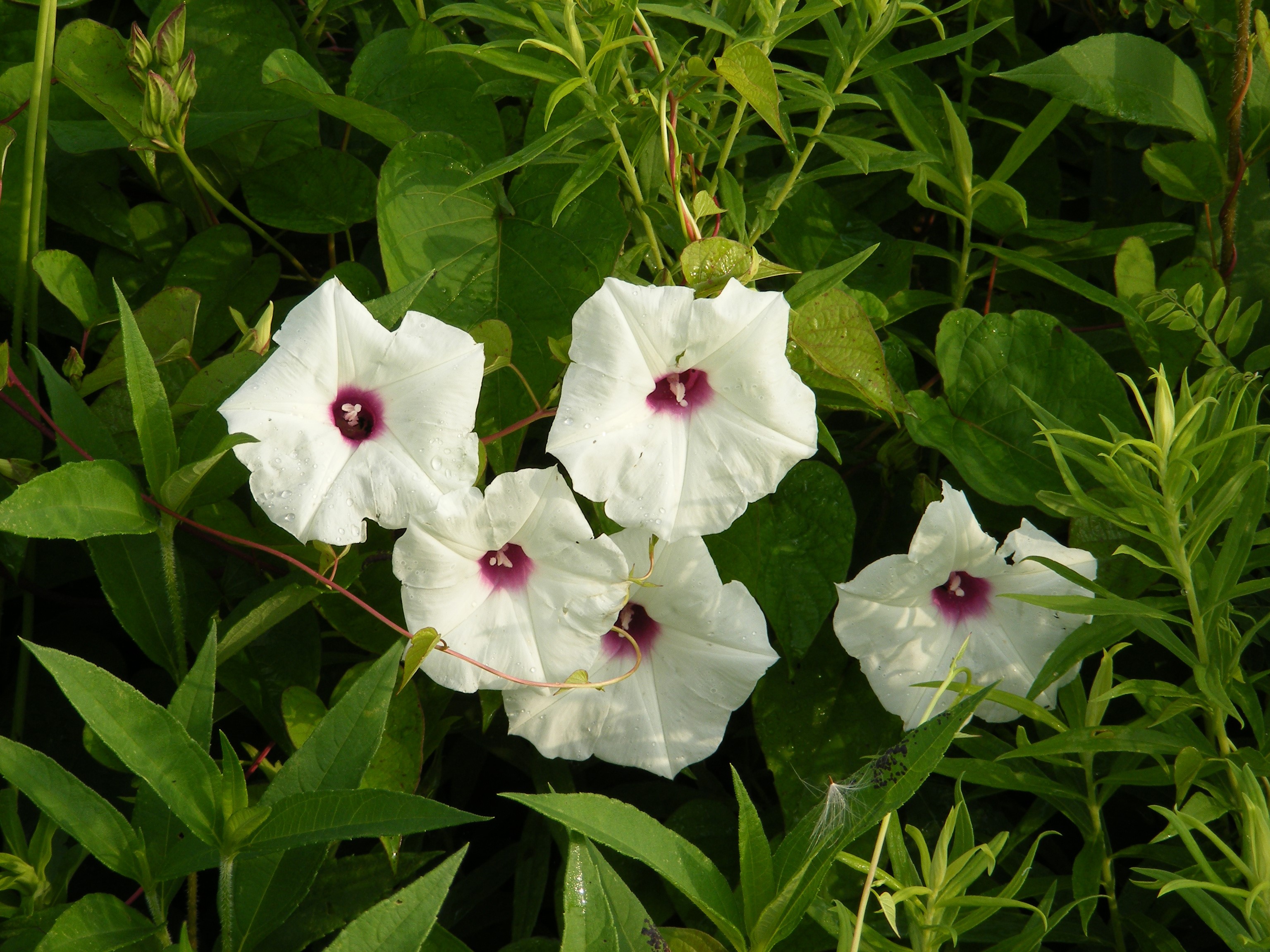 White bindweed flowers with purple centers HD Wallpaper