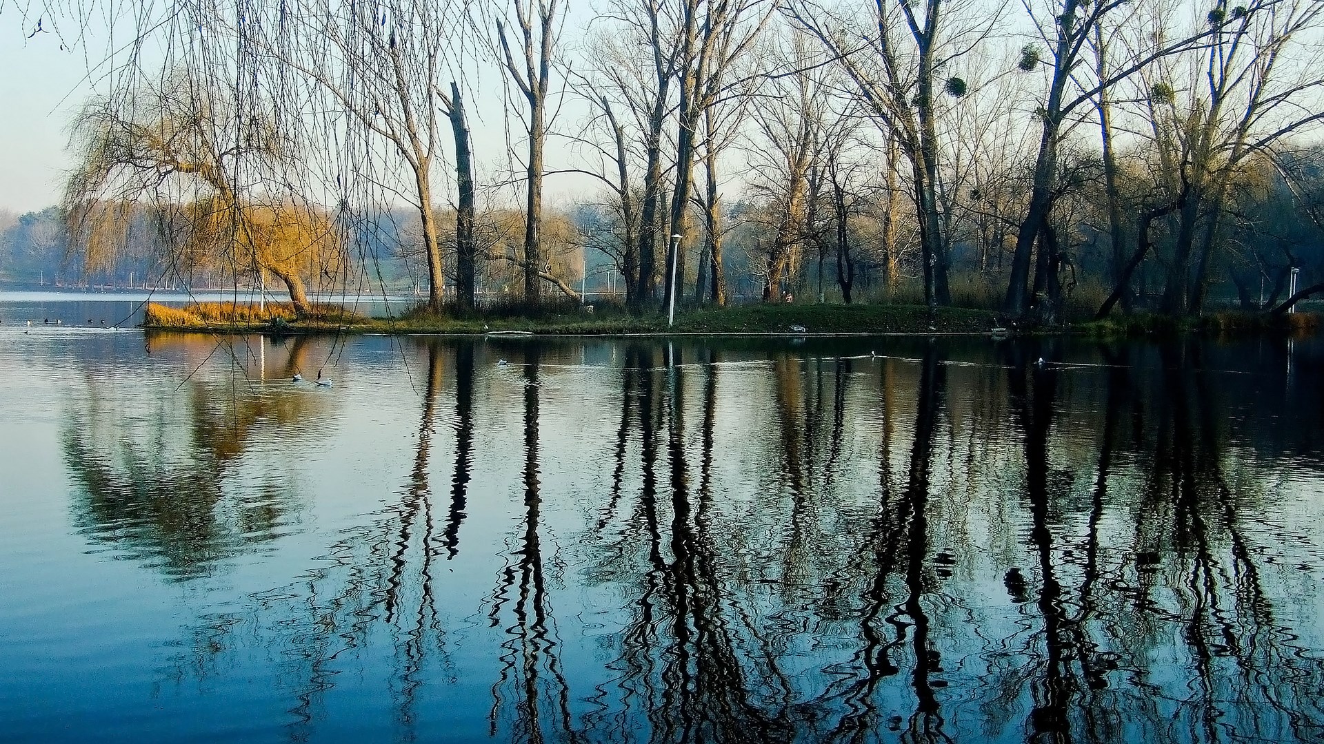 Bare trees reflected in a calm lake HD Wallpaper