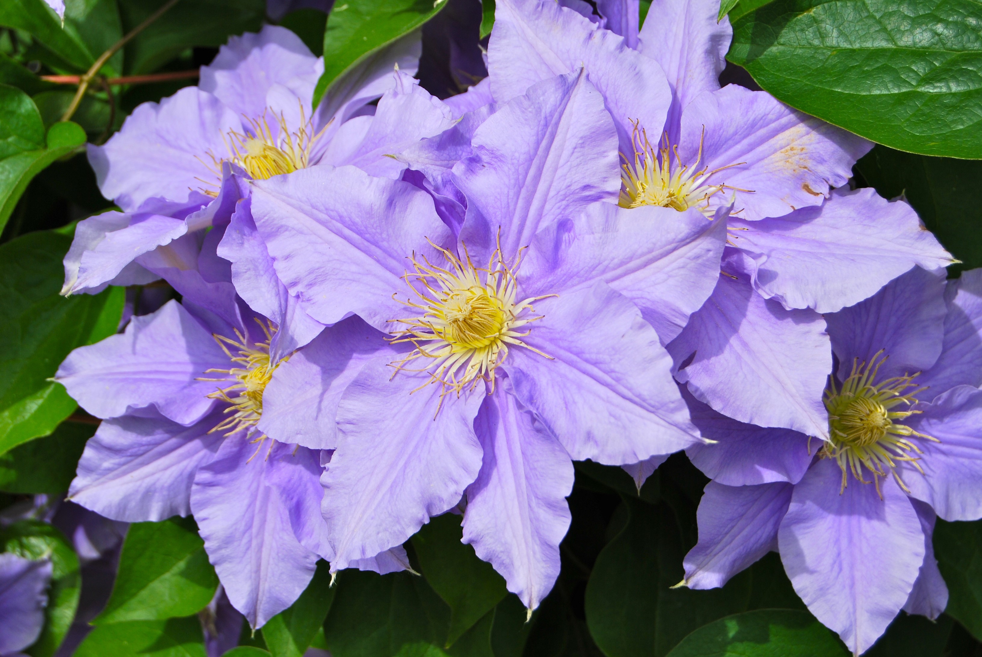 Close-up of purple Clematis flowers HD Wallpaper