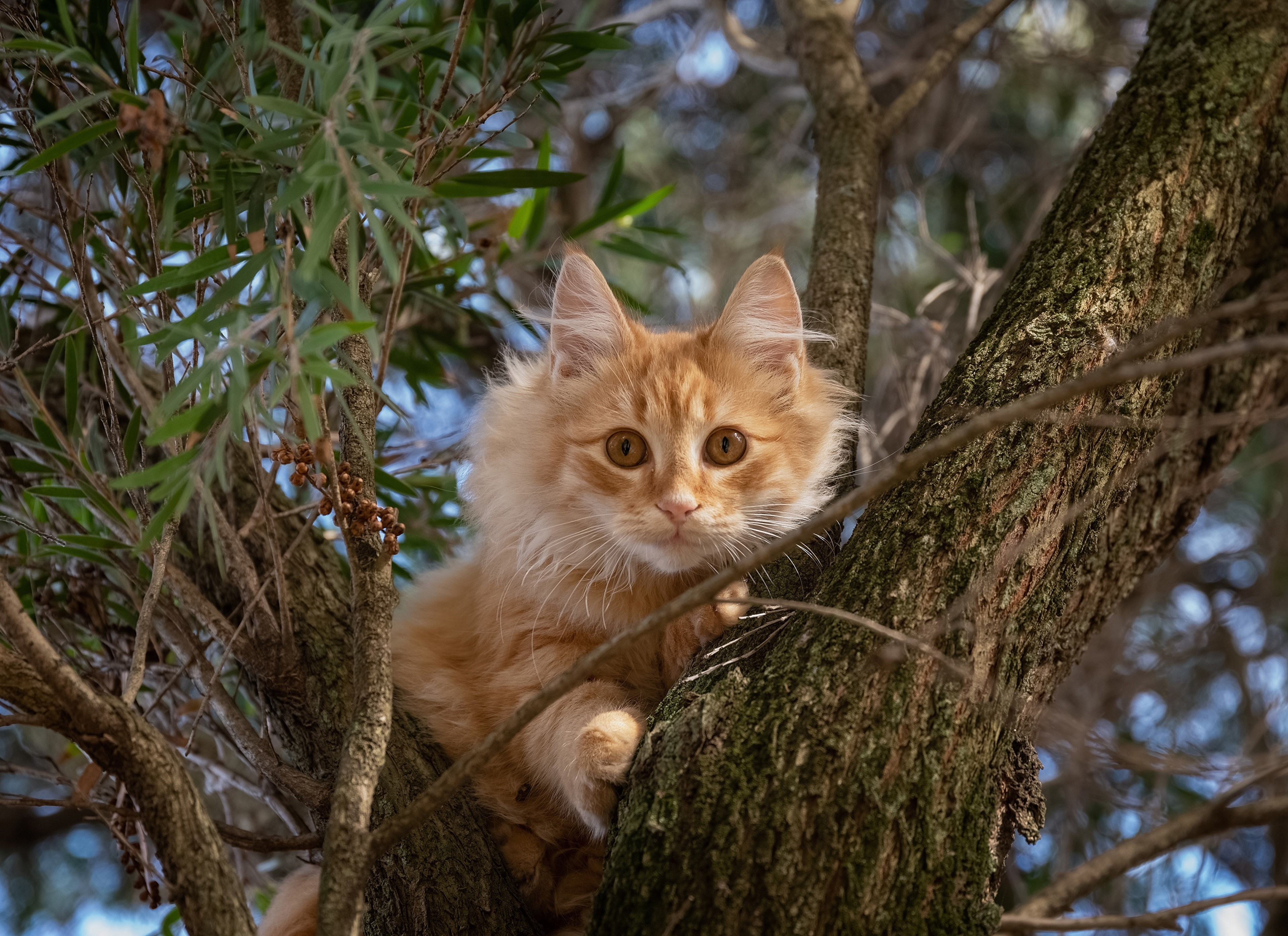 Ginger cat sitting on a tree trunk HD Wallpaper