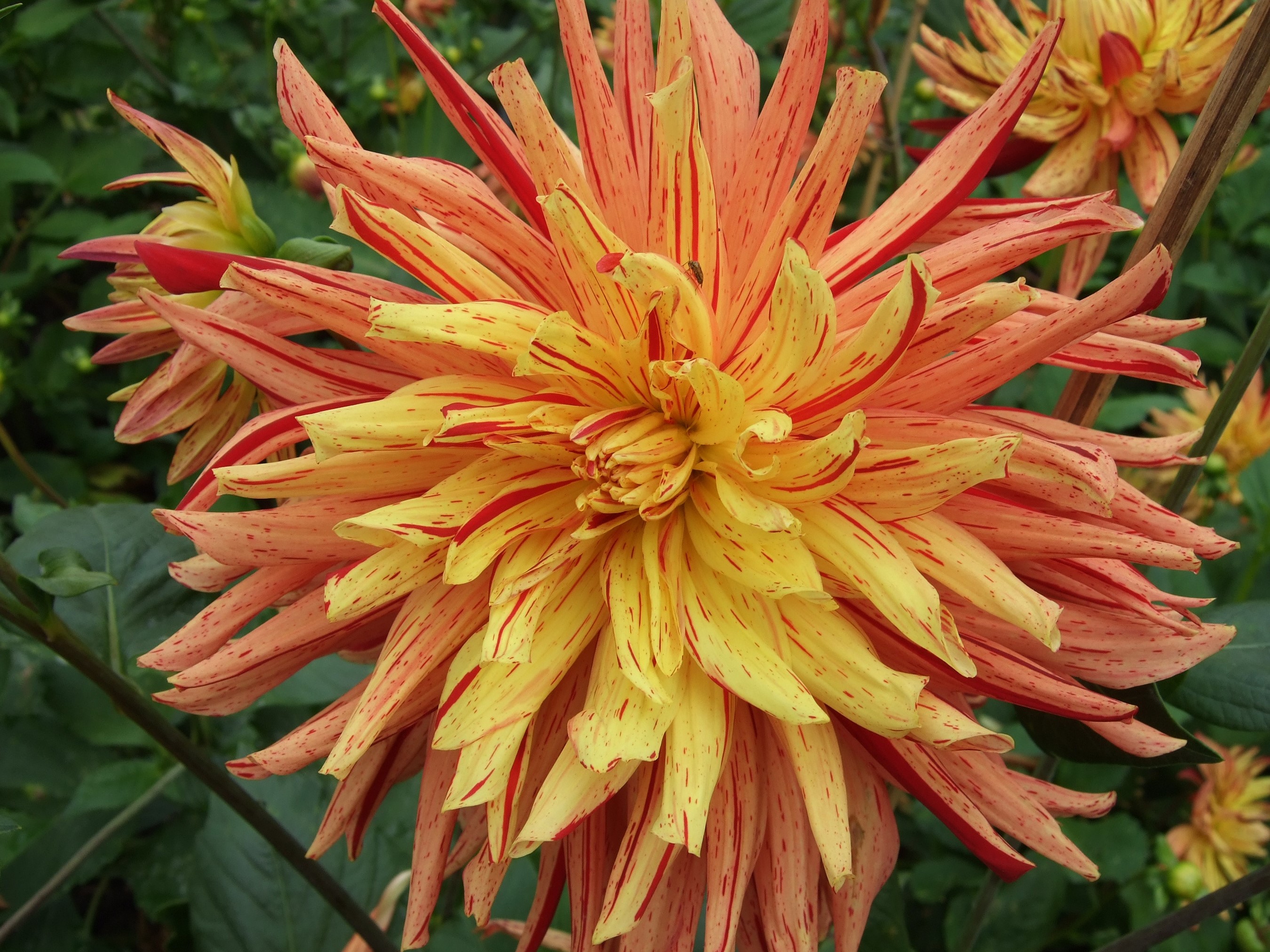 Close-up of a variegated Dahlia flower HD Wallpaper