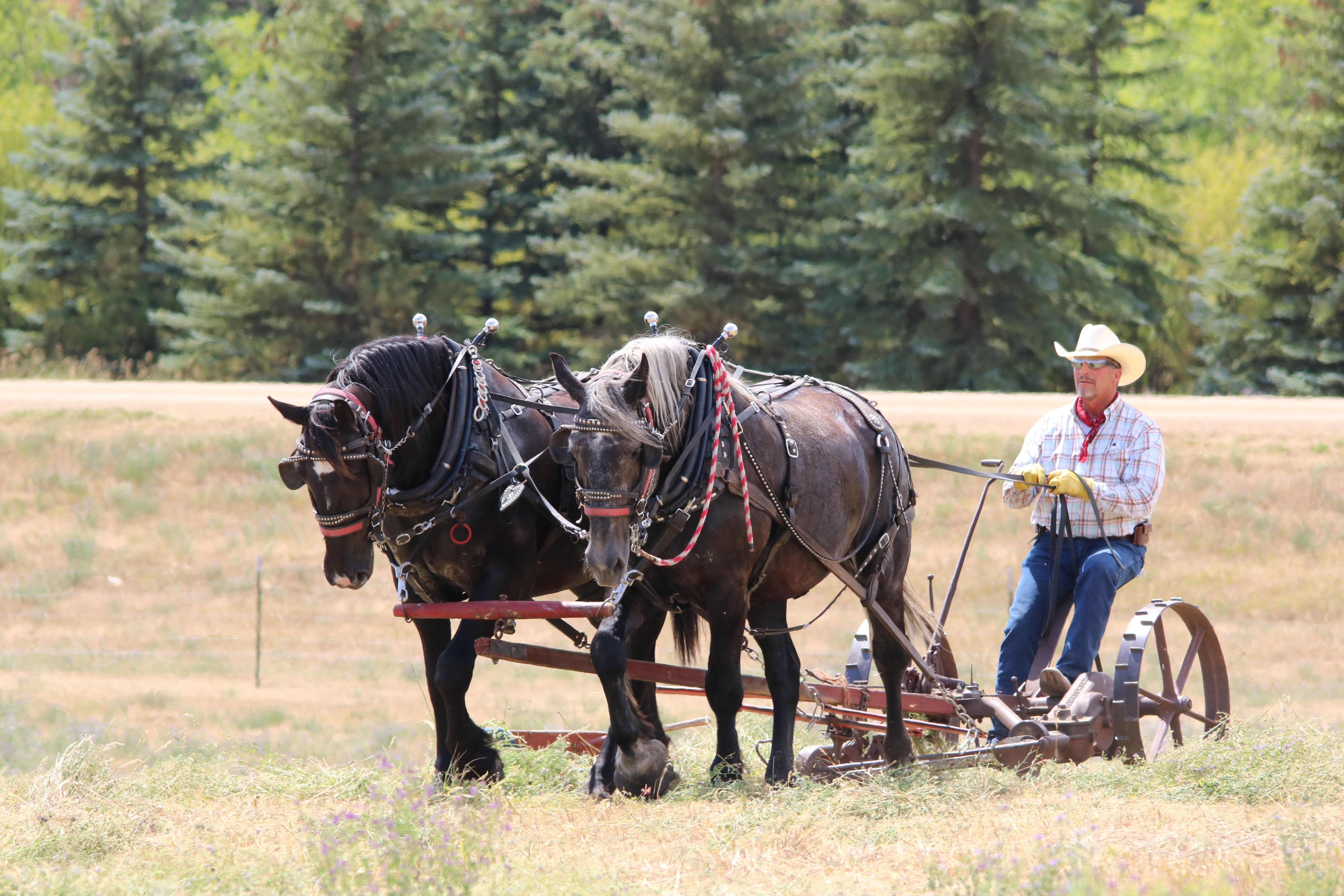 Man driving horses pulling a farm implement HD Wallpaper