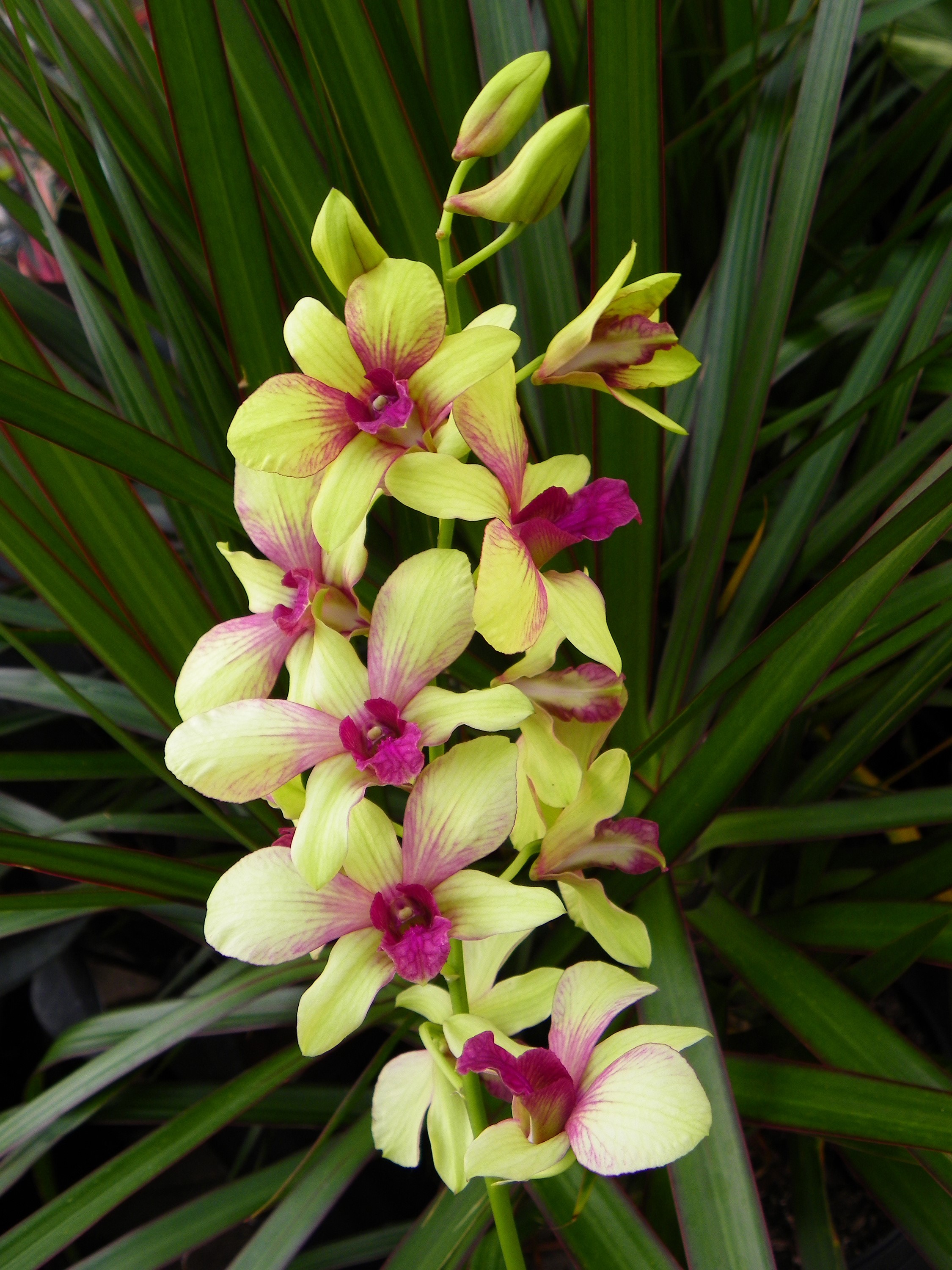 Yellow and pink orchids on a green leafy background HD Phone Wallpaper