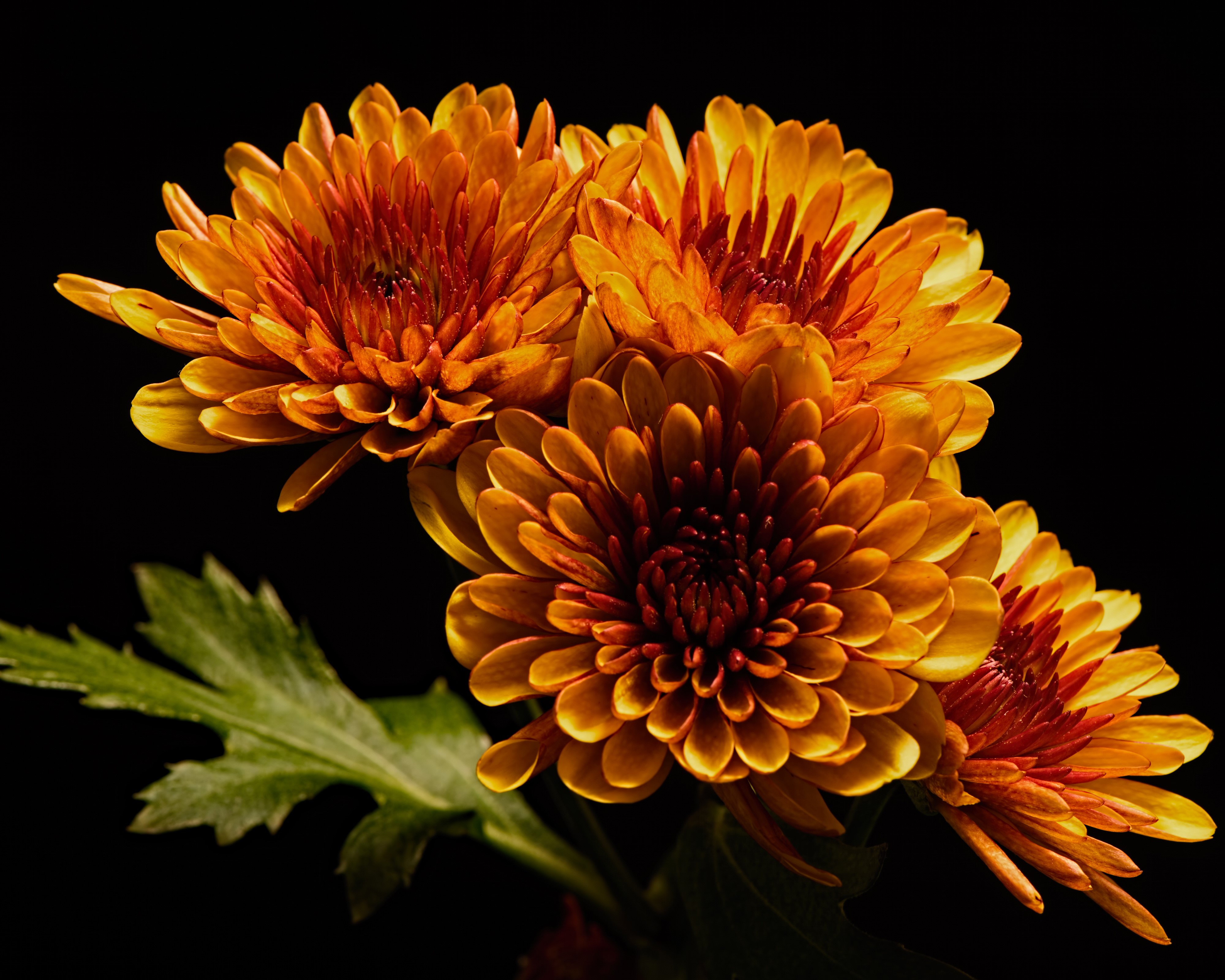 4K Orange Chrysanthemums on Black Background HD Wallpaper