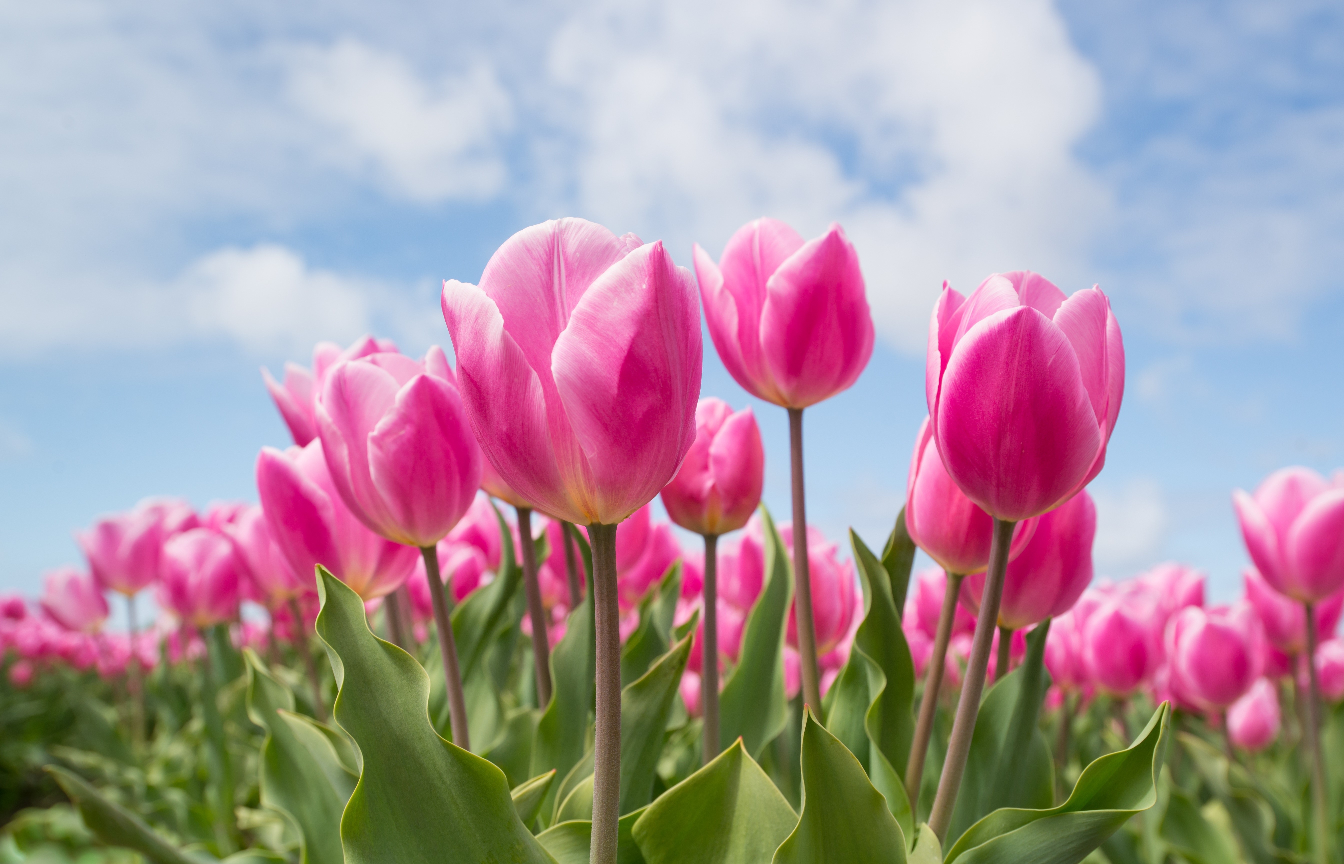 Pink Tulips Field Under Blue Sky HD Wallpaper