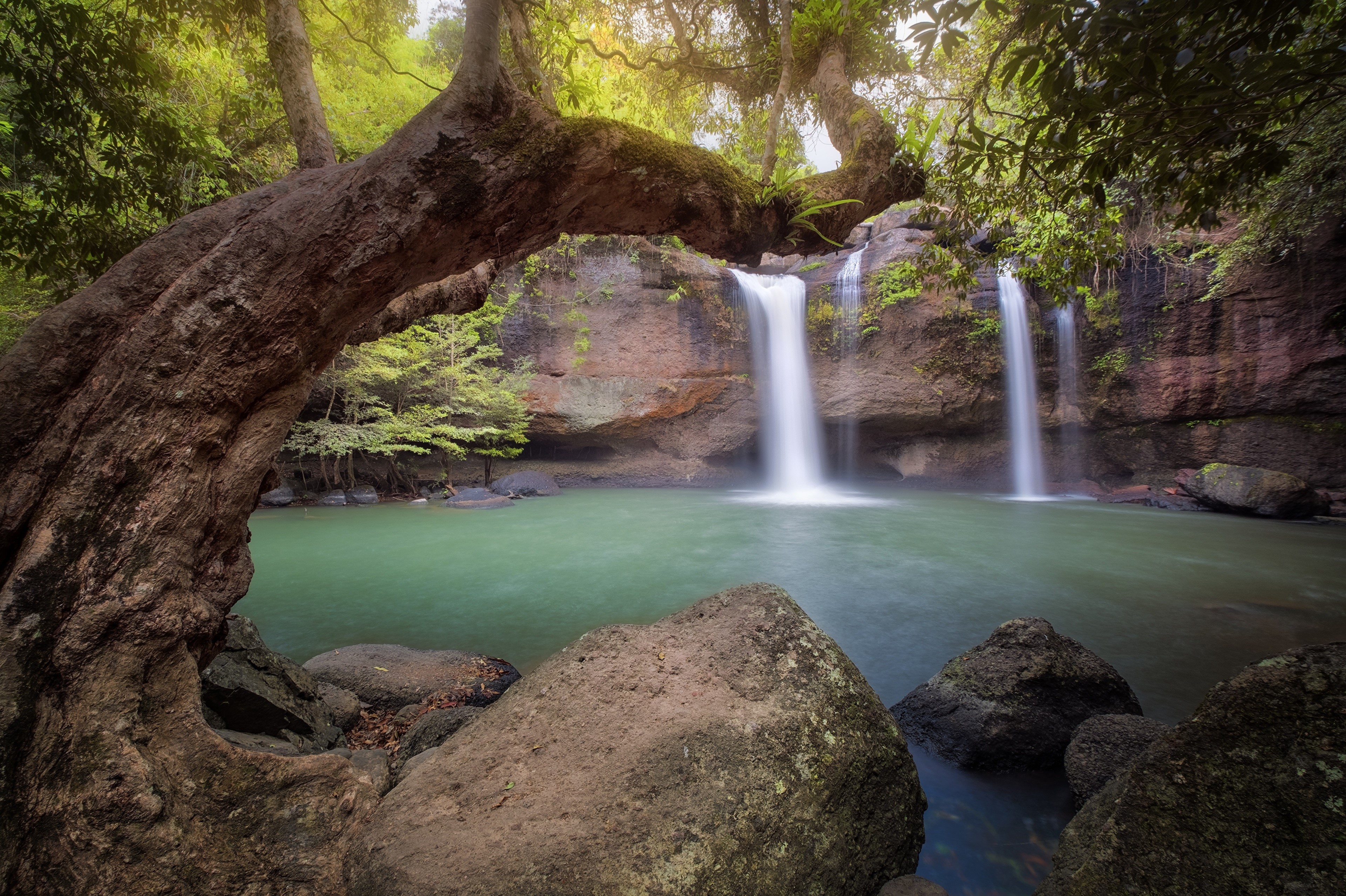 4K Waterfalls and Trees in a Forest HD Wallpaper