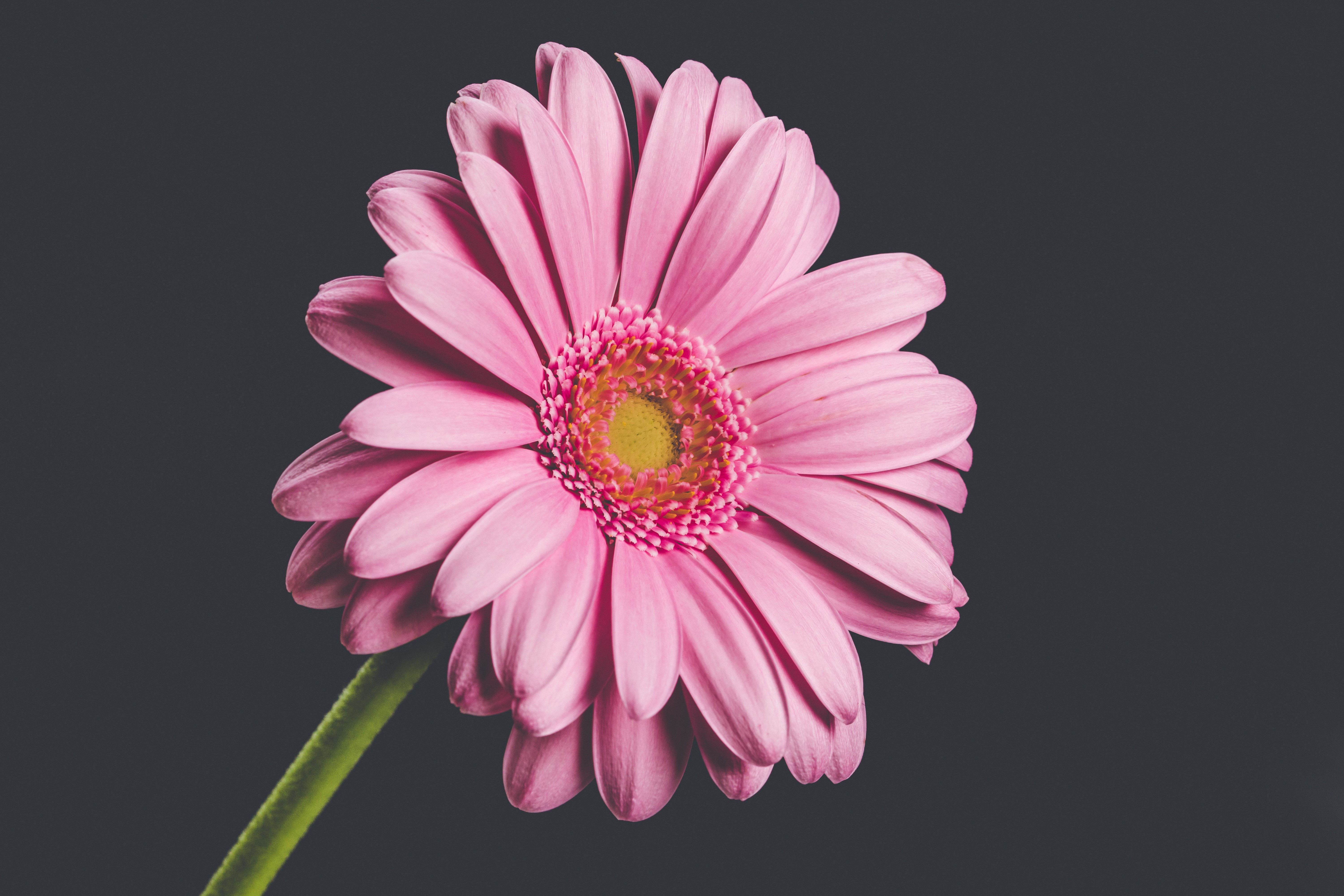 Pink Gerbera Daisy Closeup on Gray Background HD Wallpaper