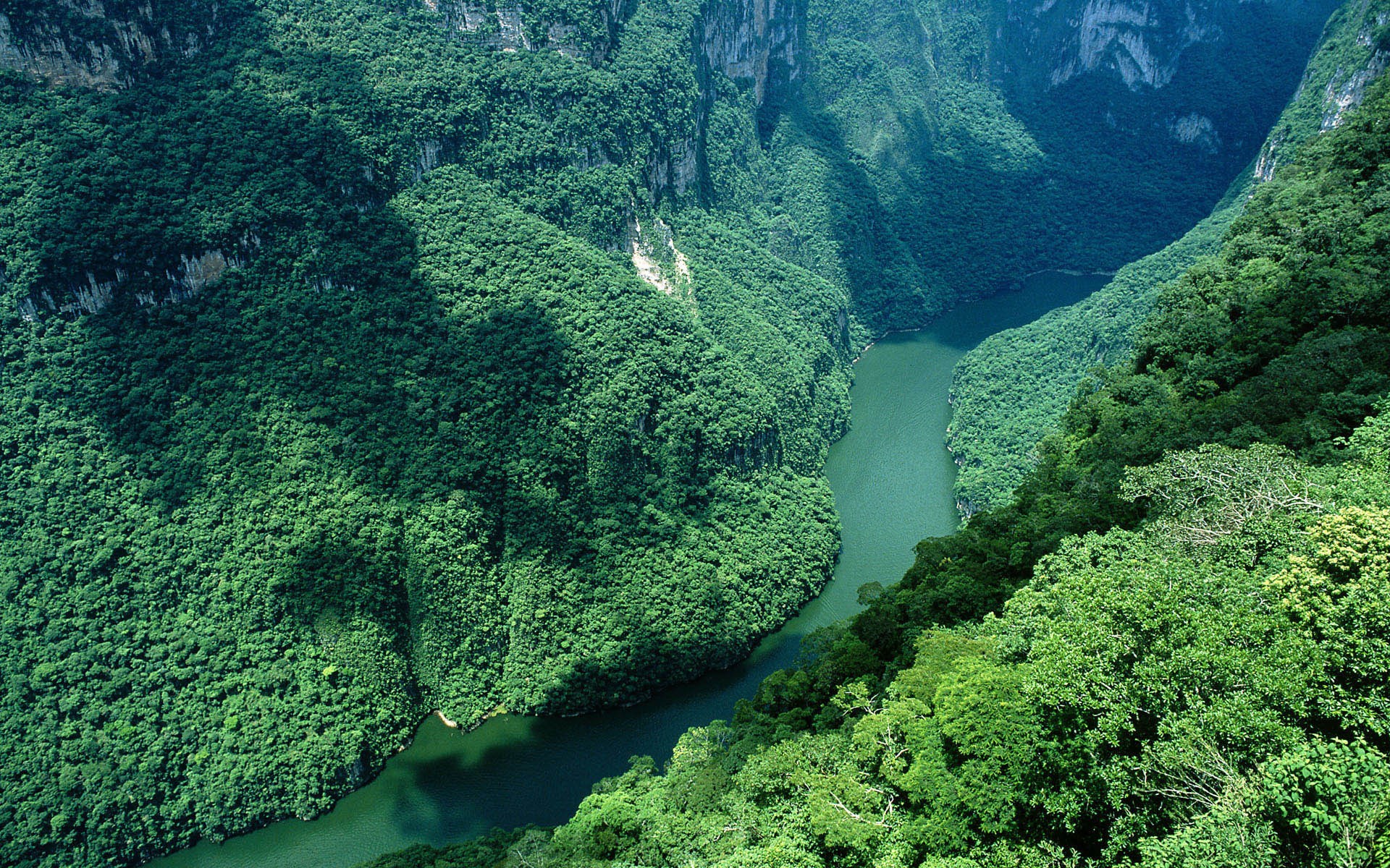 River flowing through a lush green canyon HD Wallpaper