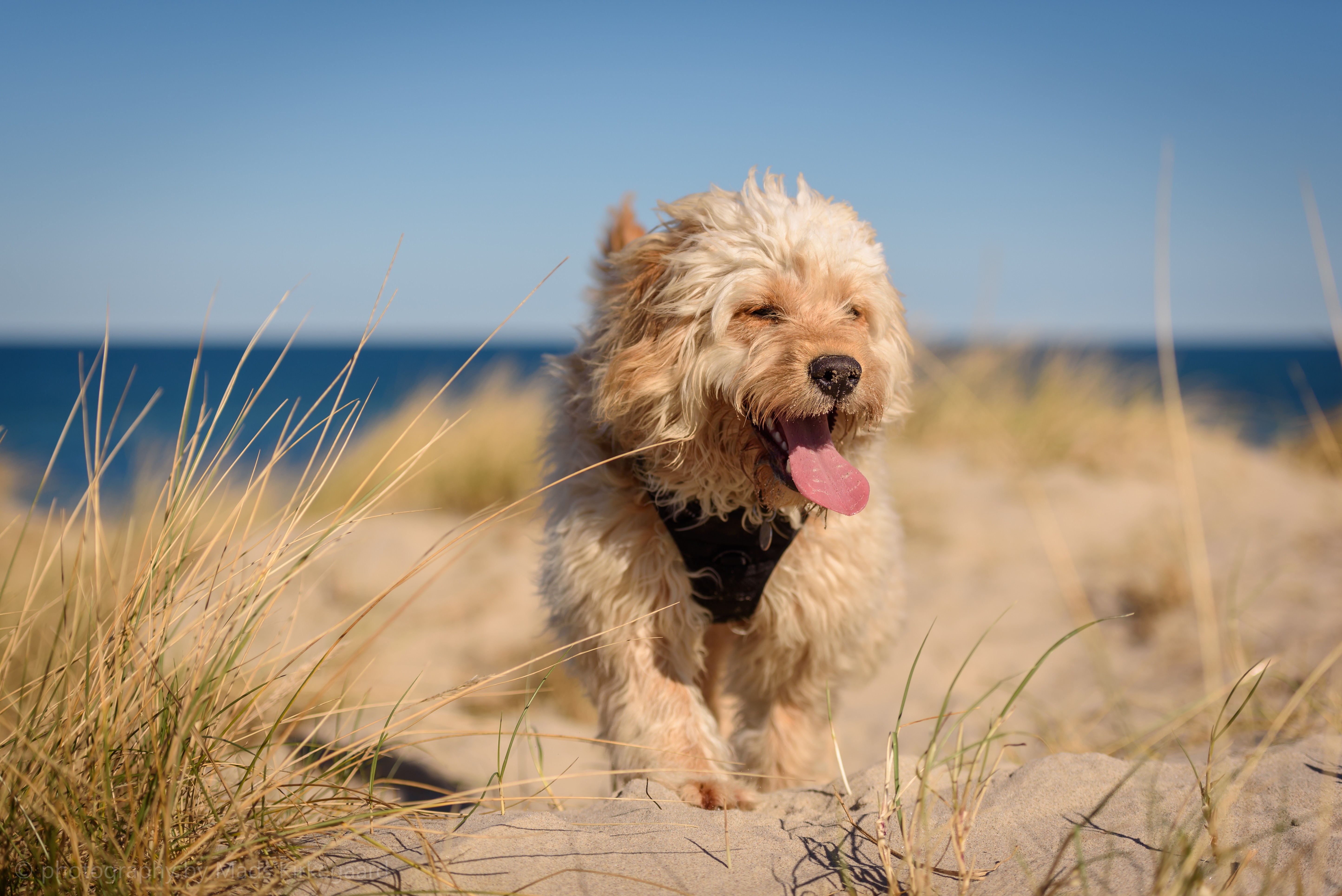Tibetan terrier on a sandy beach HD Wallpaper