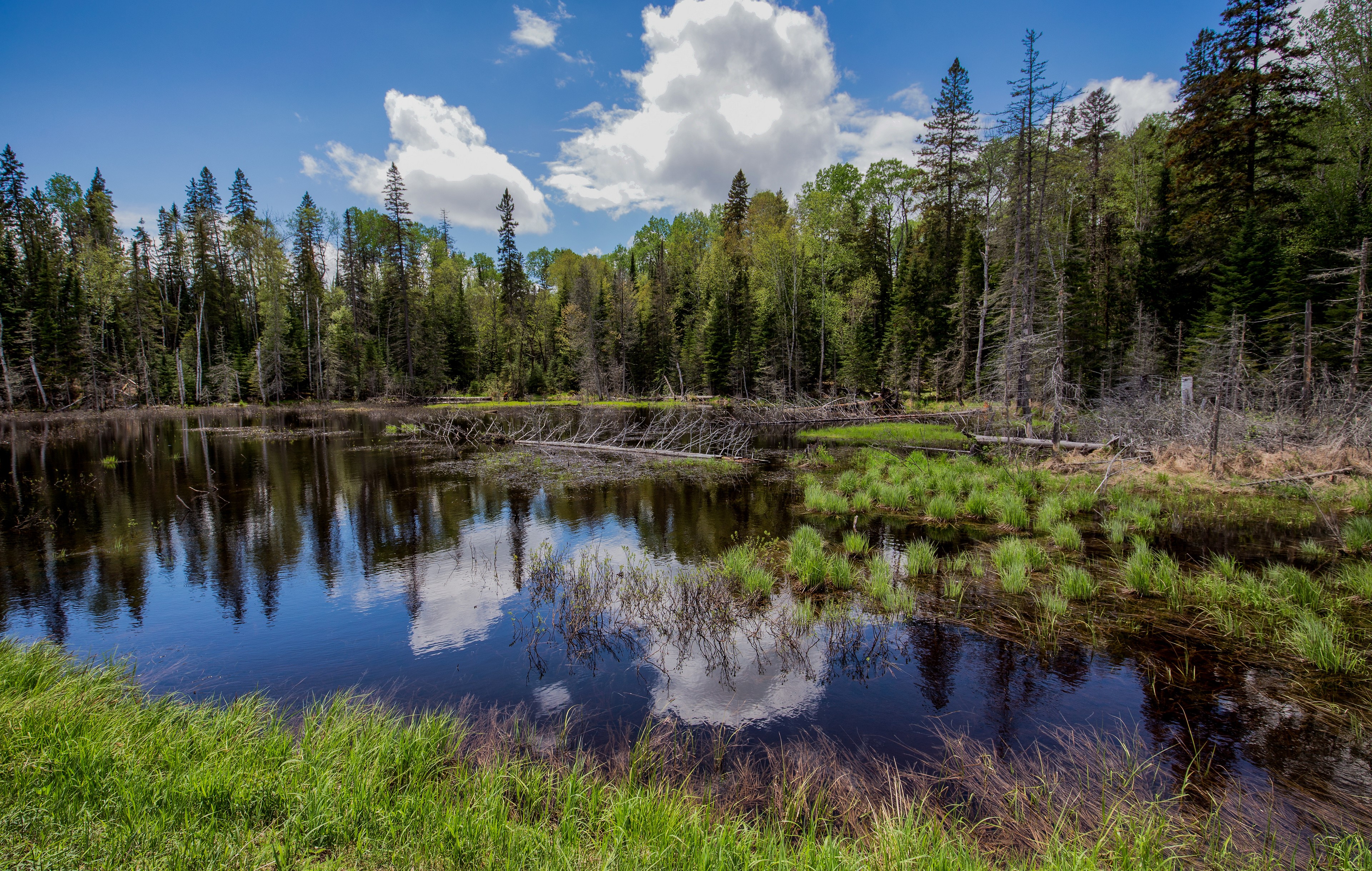 Forest lake with reflections in Canada HD Wallpaper