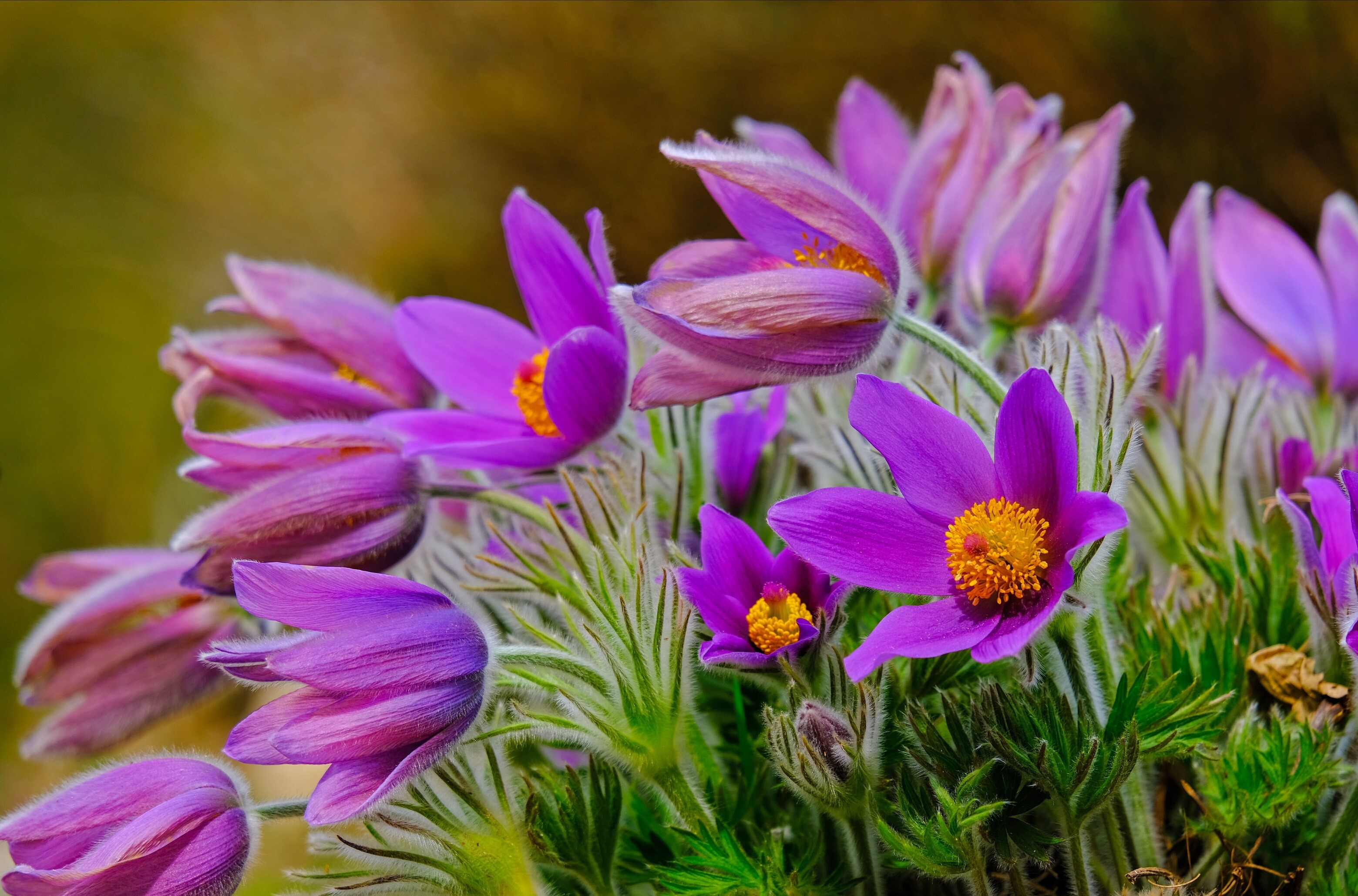 Purple Pulsatilla flowers with yellow centers HD Wallpaper
