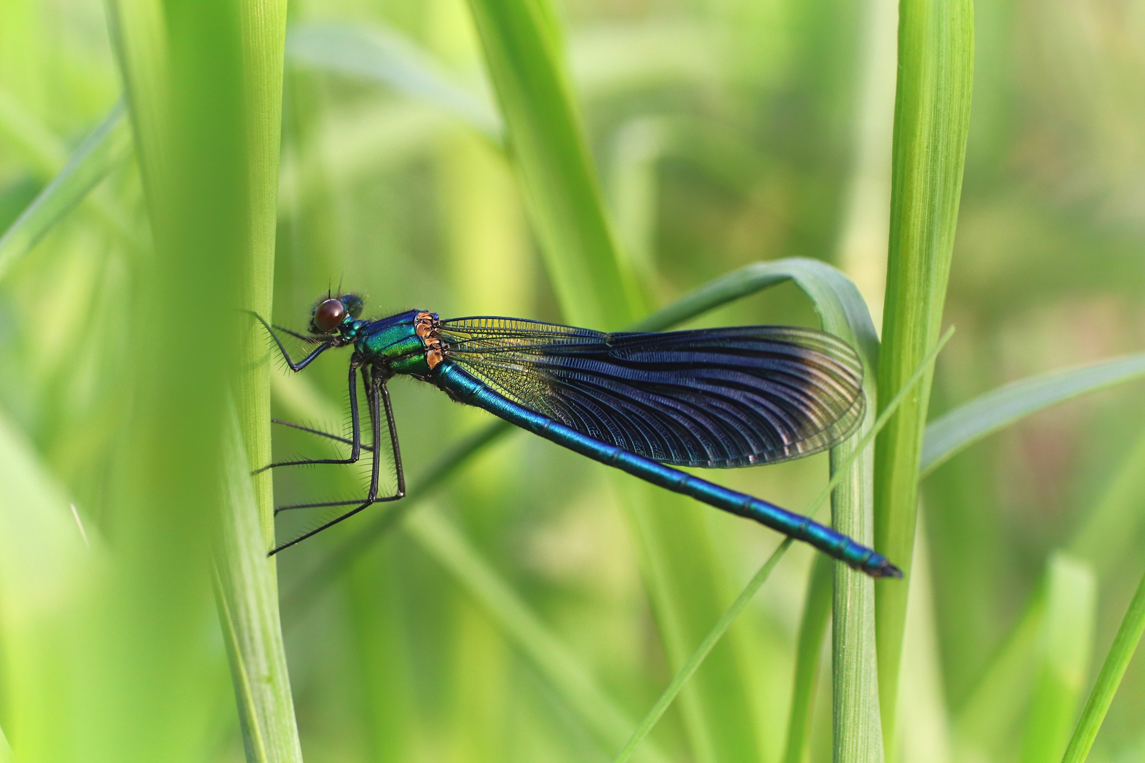4K Dragonfly on Grass HD Wallpaper