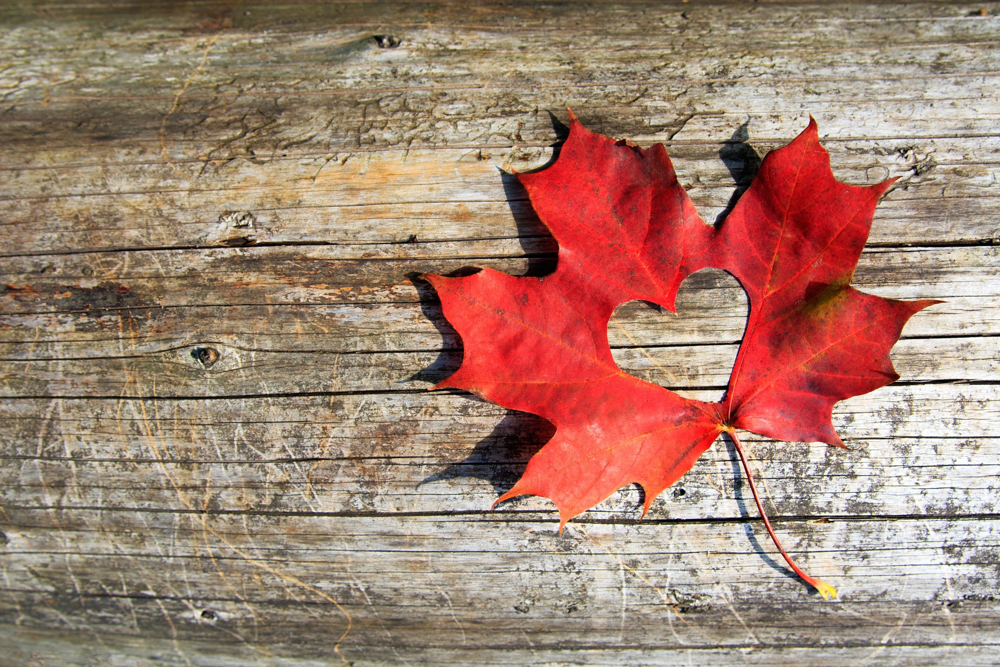Red Maple Leaf with Heart Shape on Wood HD Wallpaper