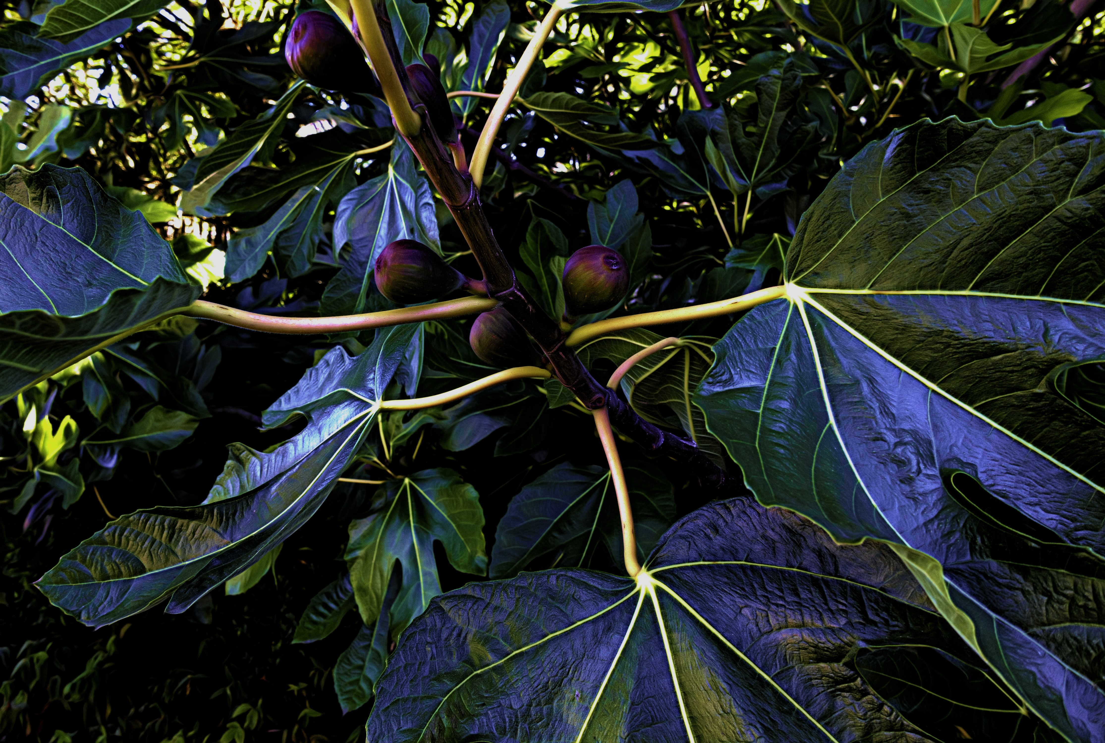 Common fig tree branches with foliage and fruit HD Wallpaper