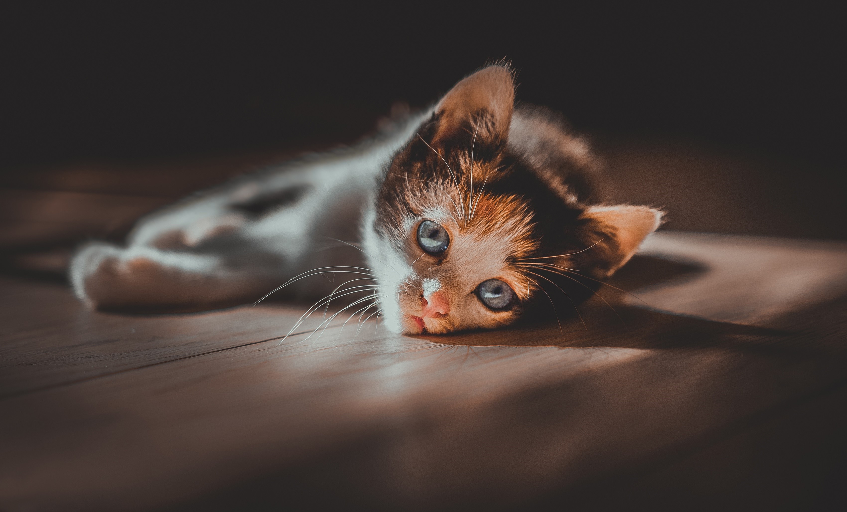 Kitten with blue eyes lying on wooden floor HD Wallpaper