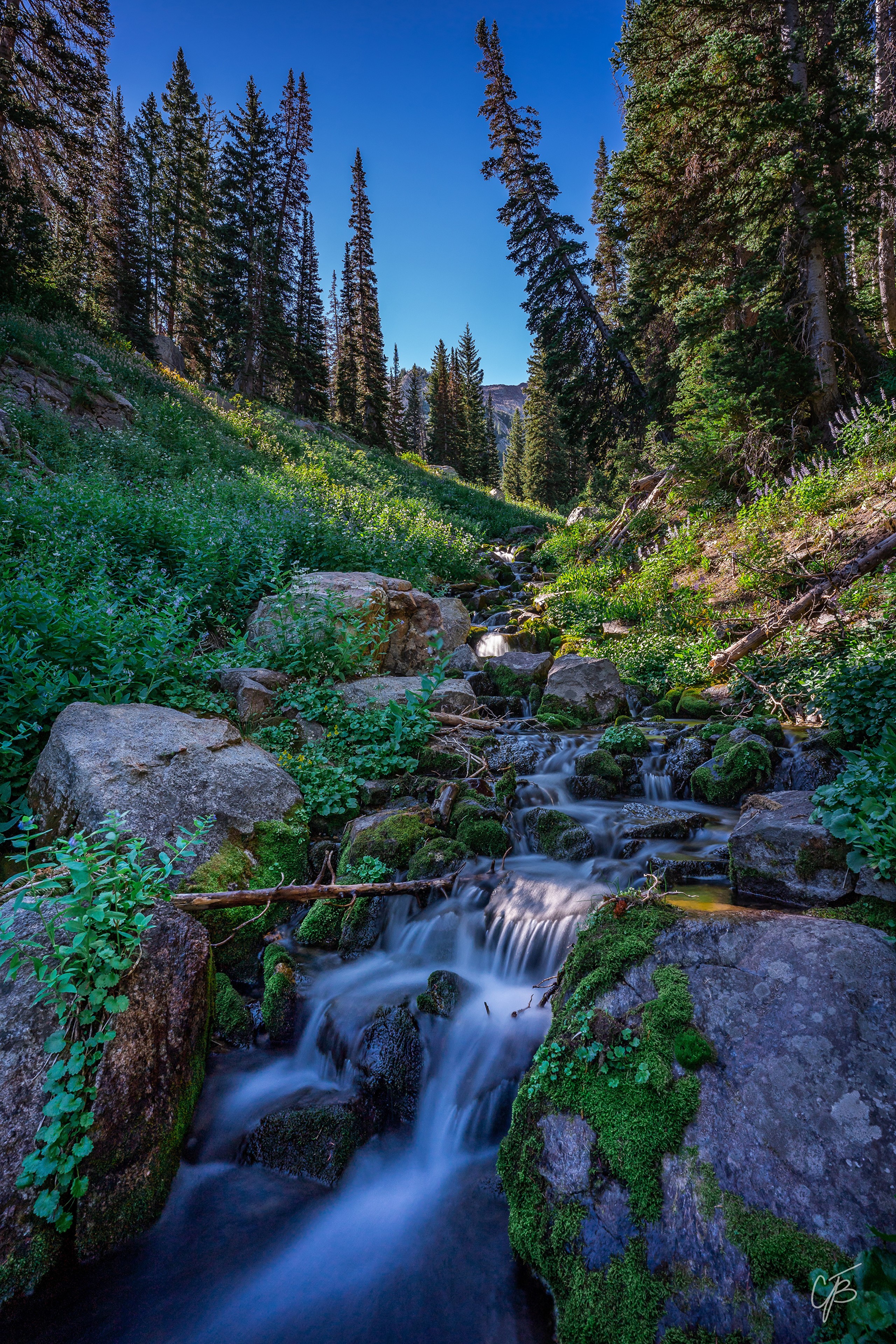 Mountain stream flowing through a forest in Utah, USA HD Phone Wallpaper