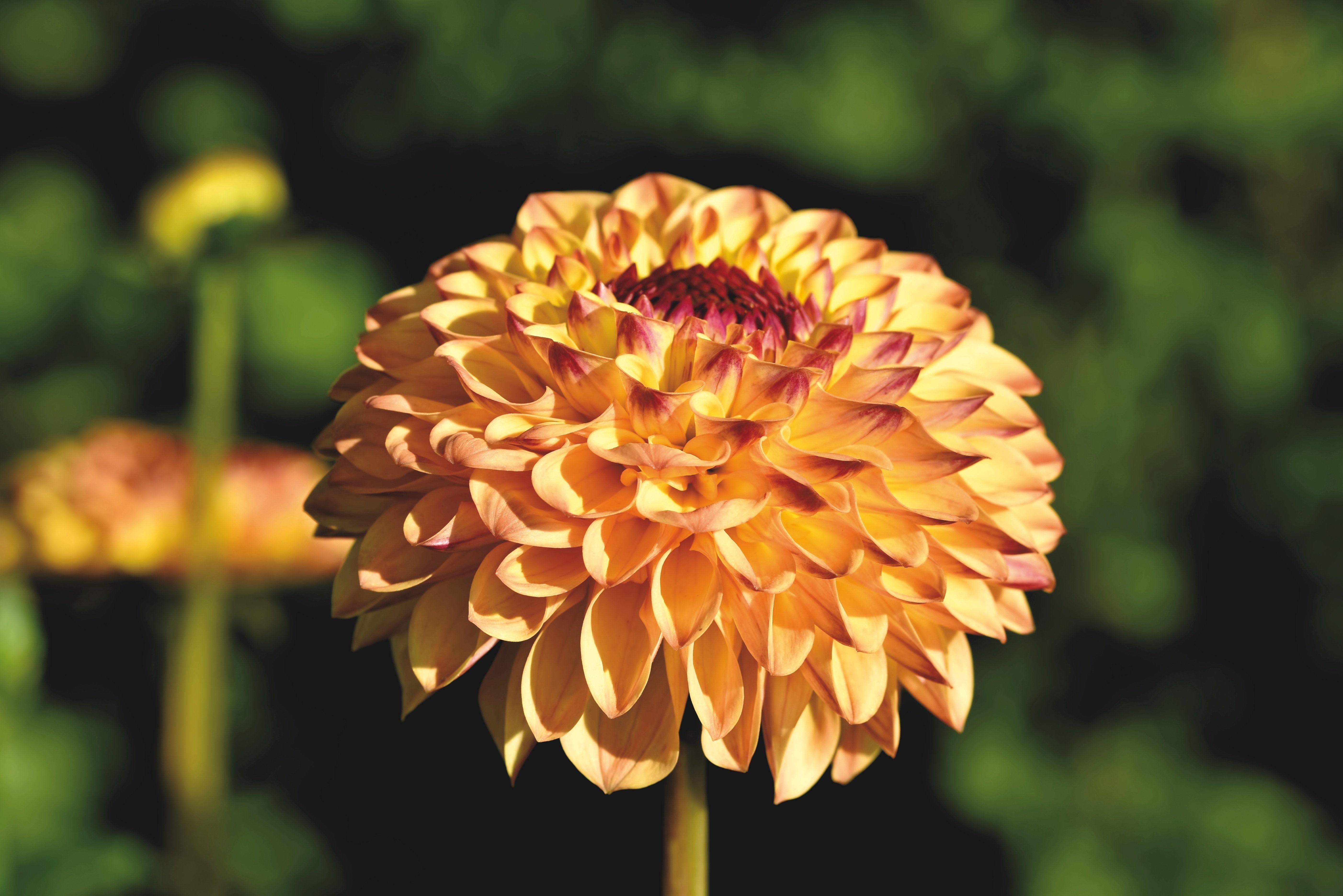 Yellow Dahlia flower with bokeh background HD Wallpaper