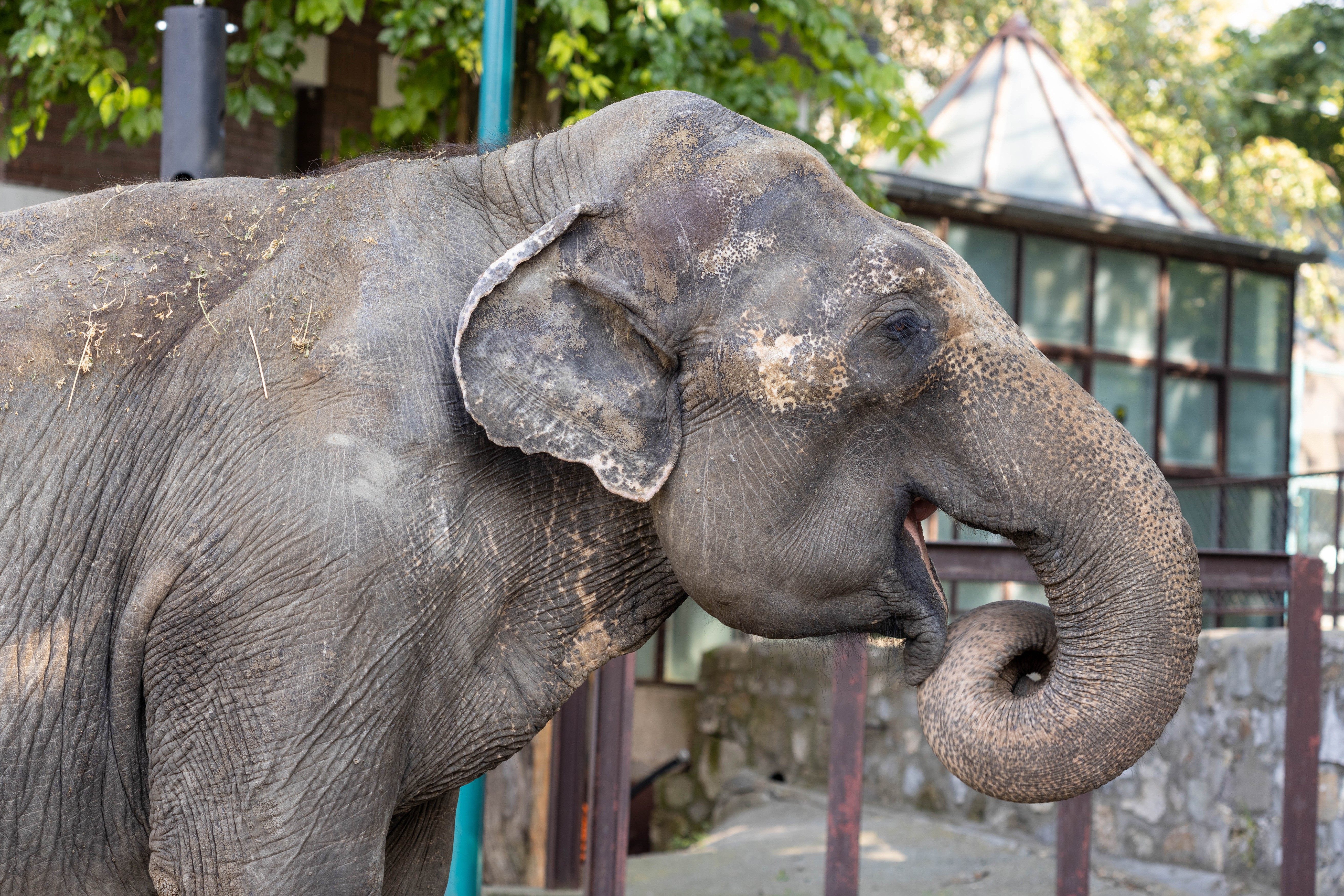 Elephant side profile with trunk curled HD Wallpaper