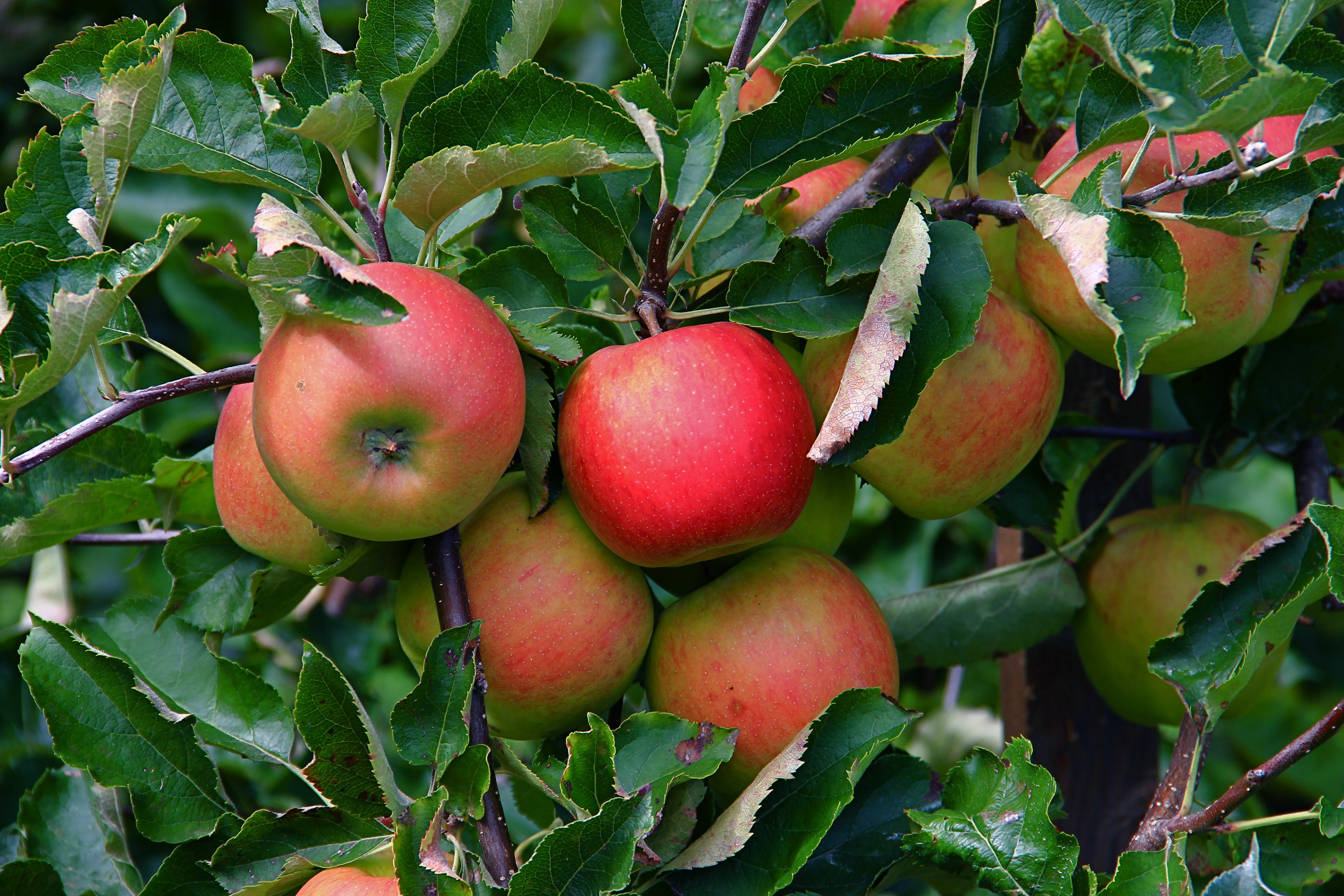 Apples on a tree branch with foliage HD Wallpaper
