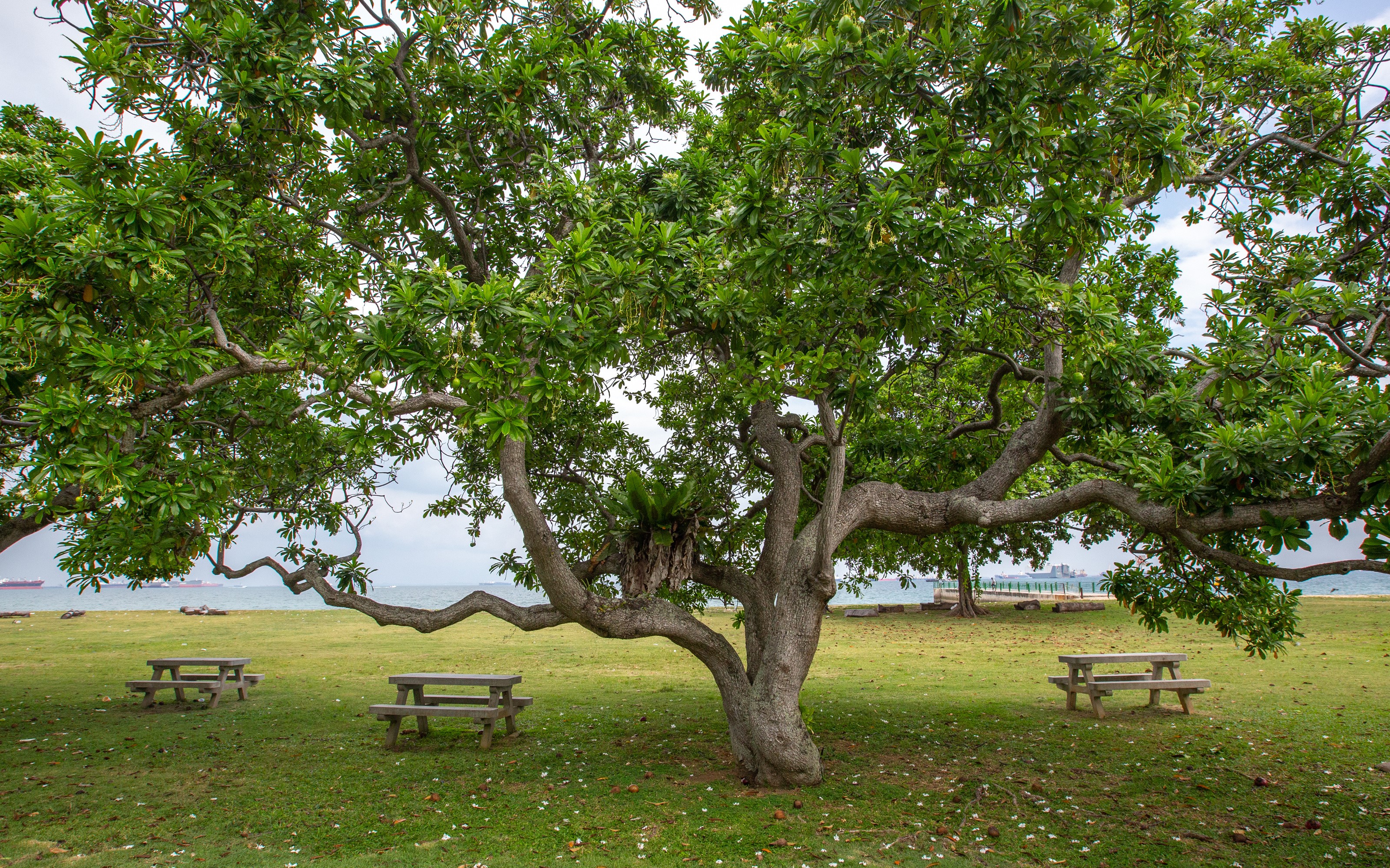 Picnic benches under a large tree by the sea in East Coast Park, Singapore HD Wallpaper