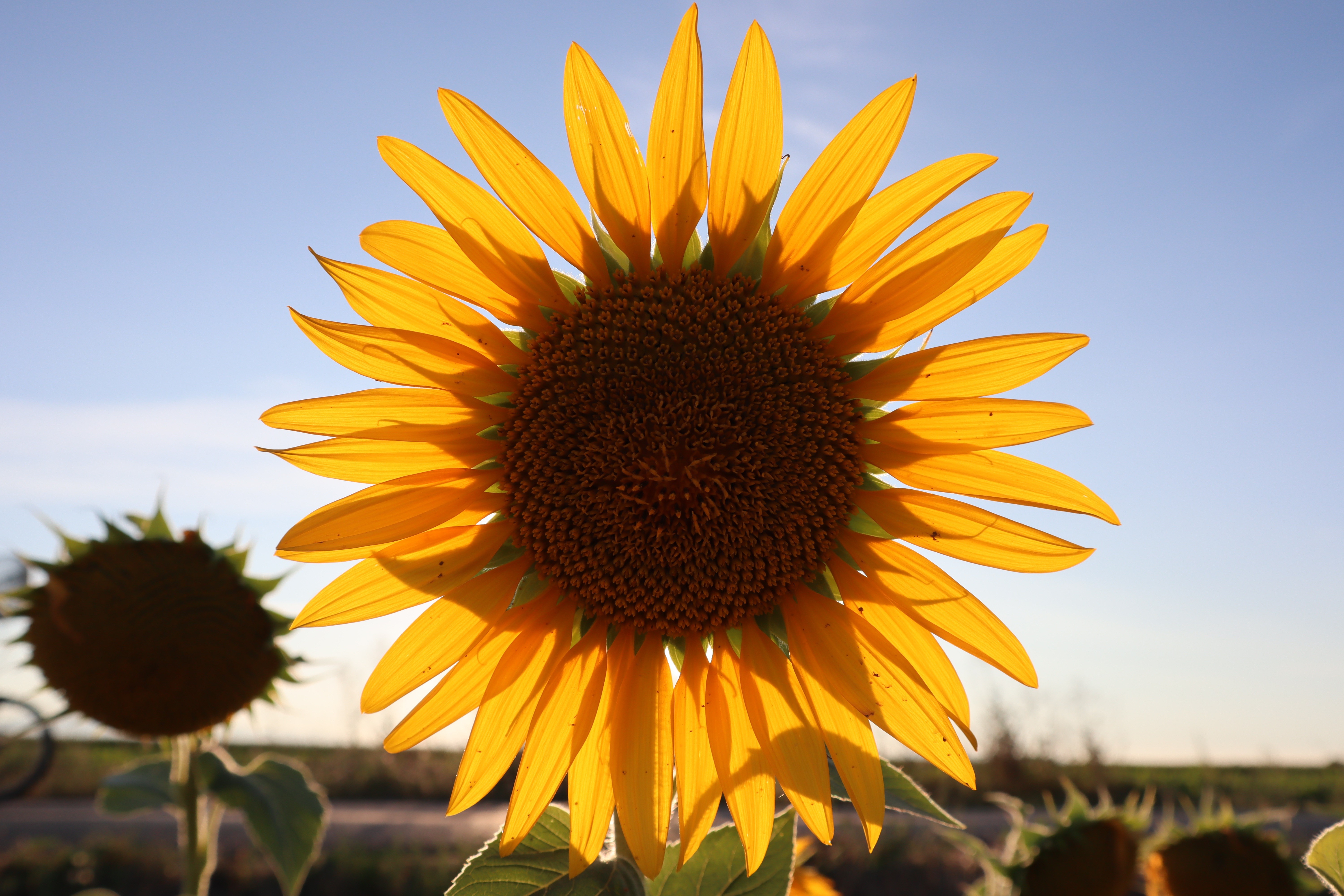 Closeup of a Sunflower with Yellow Petals HD Wallpaper