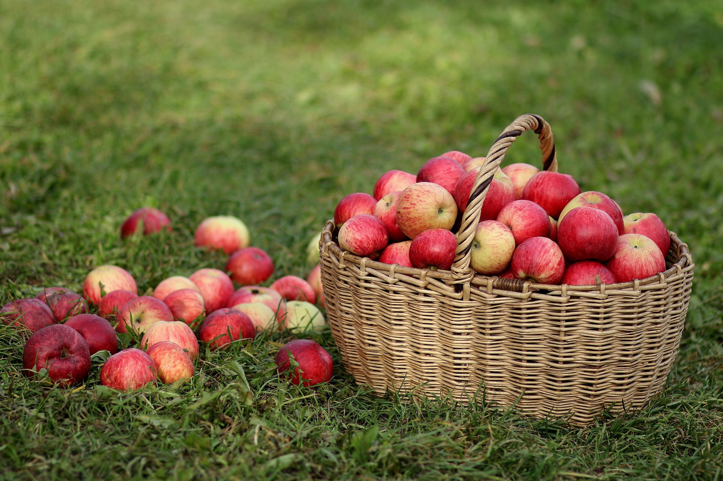Apples in a wicker basket on grass HD Wallpaper