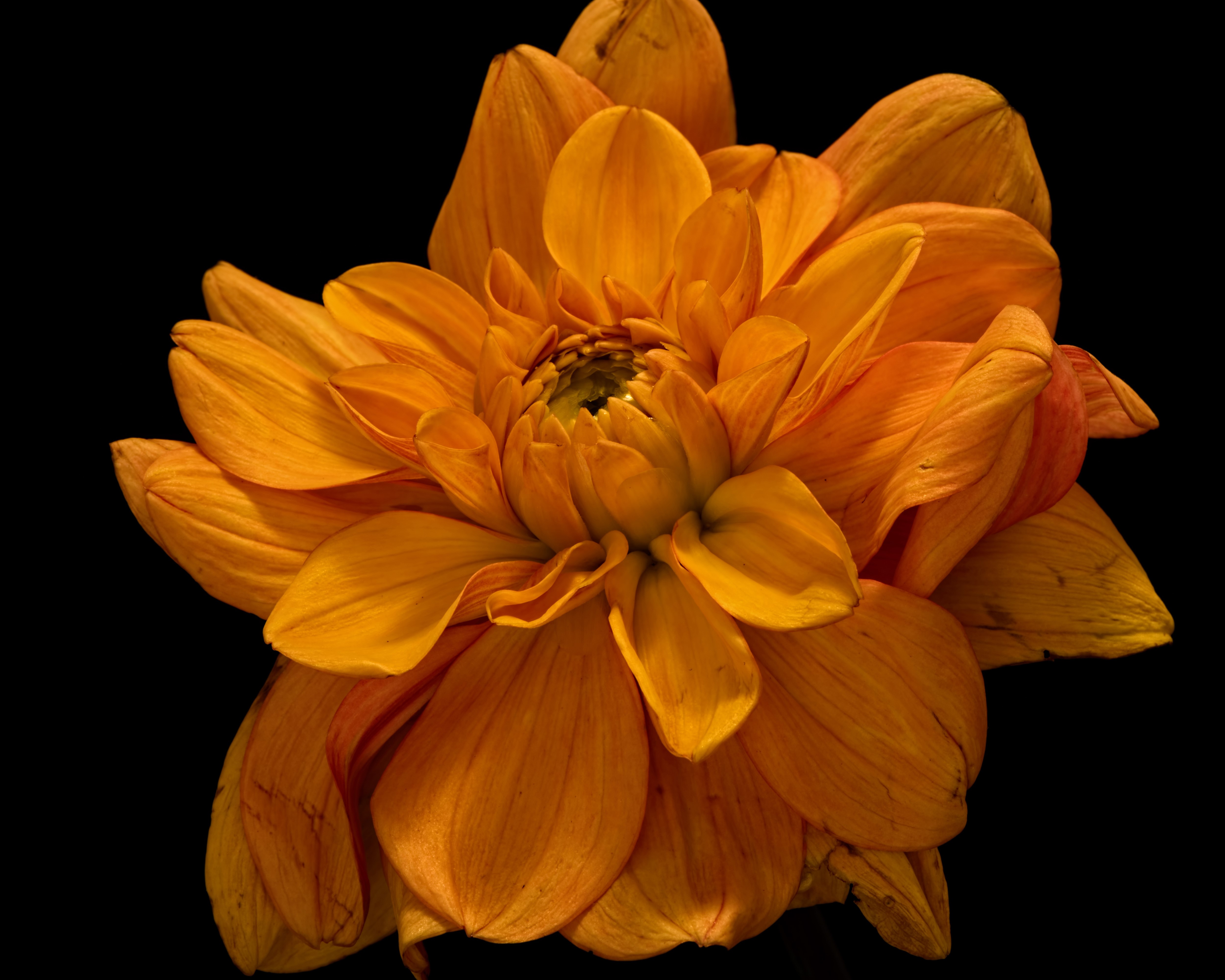Orange Chrysanthemum on Black Background HD Wallpaper