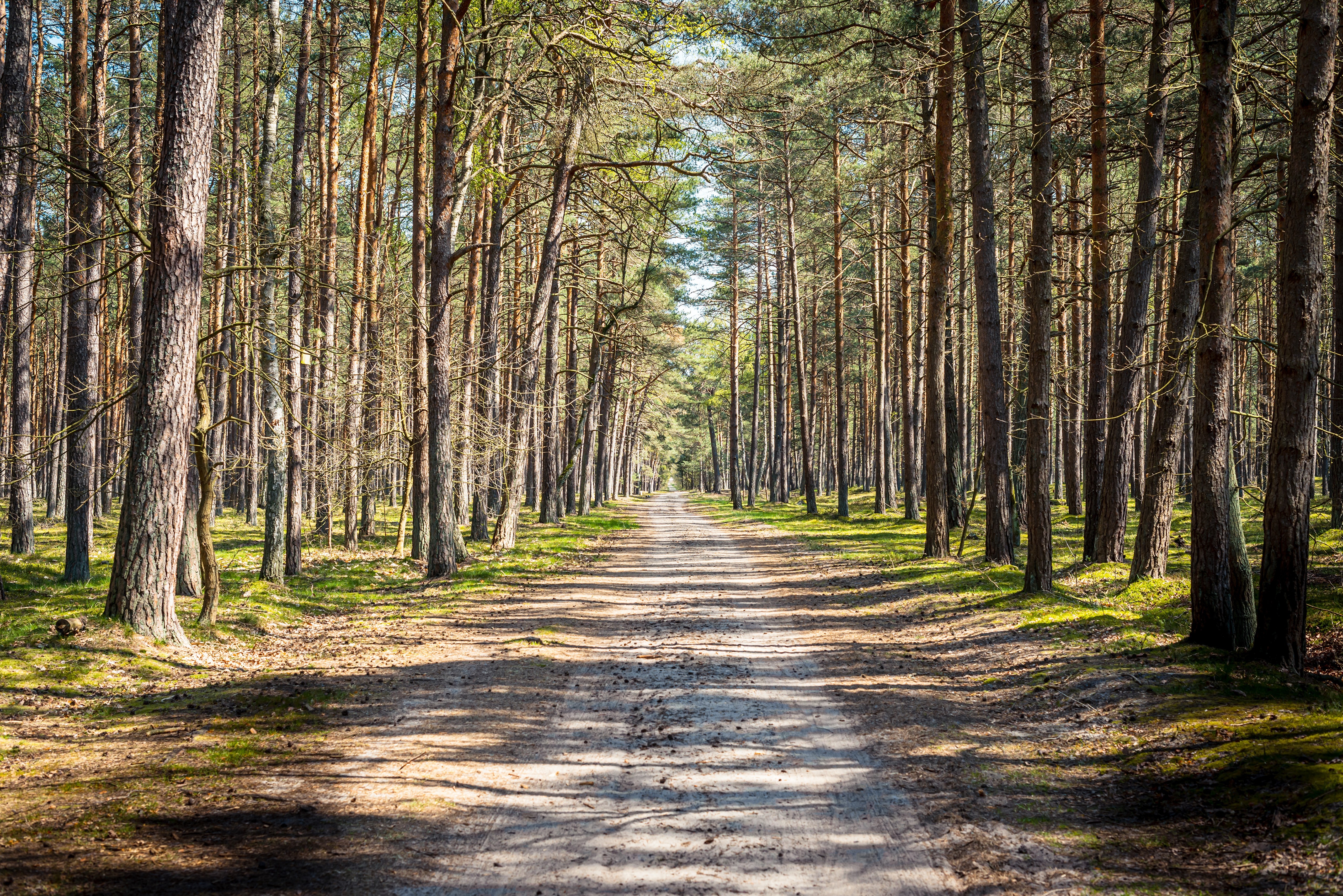 Forest Road Lined with Pine Trees HD Wallpaper