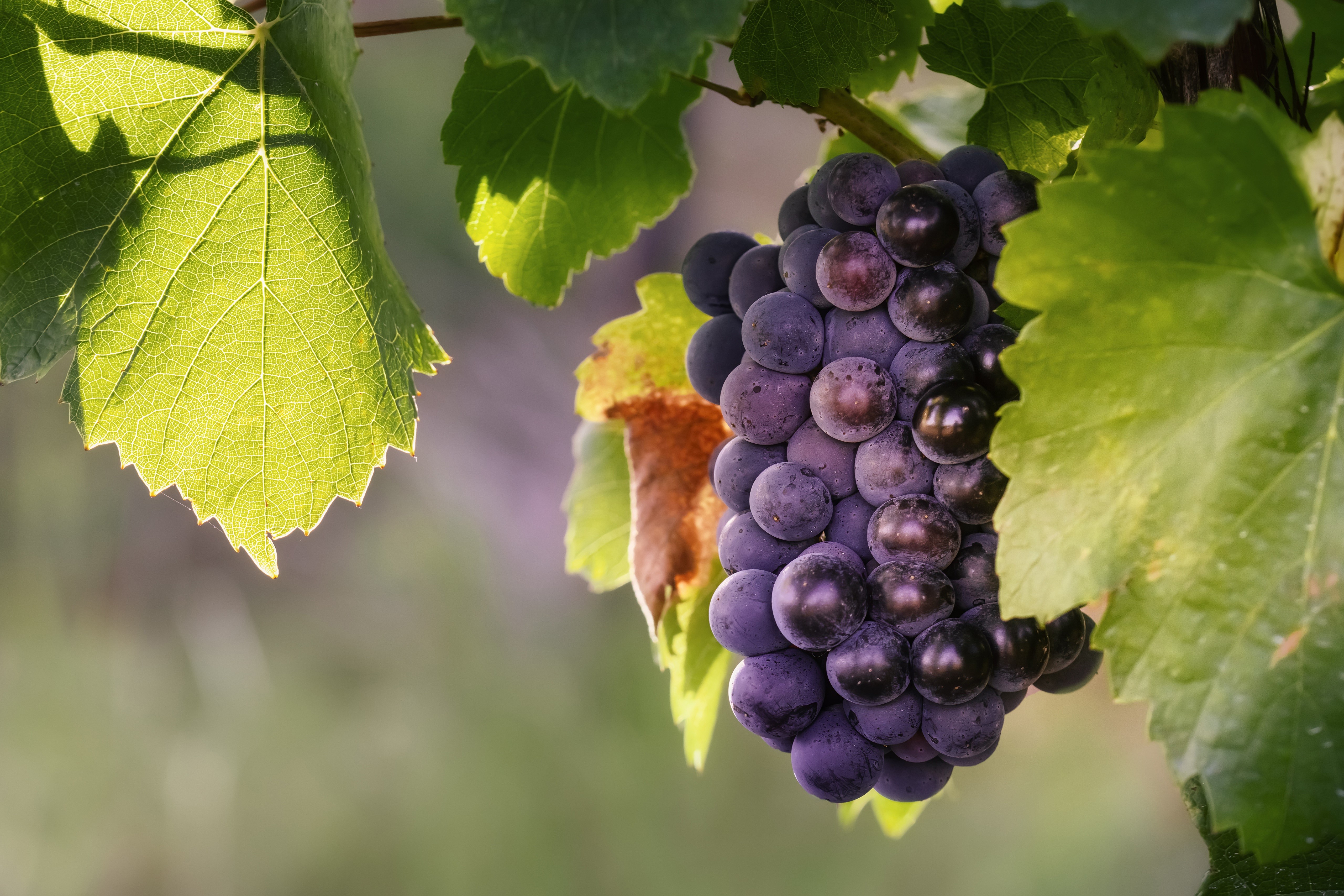 Grapes on a vine with green leaves HD Wallpaper