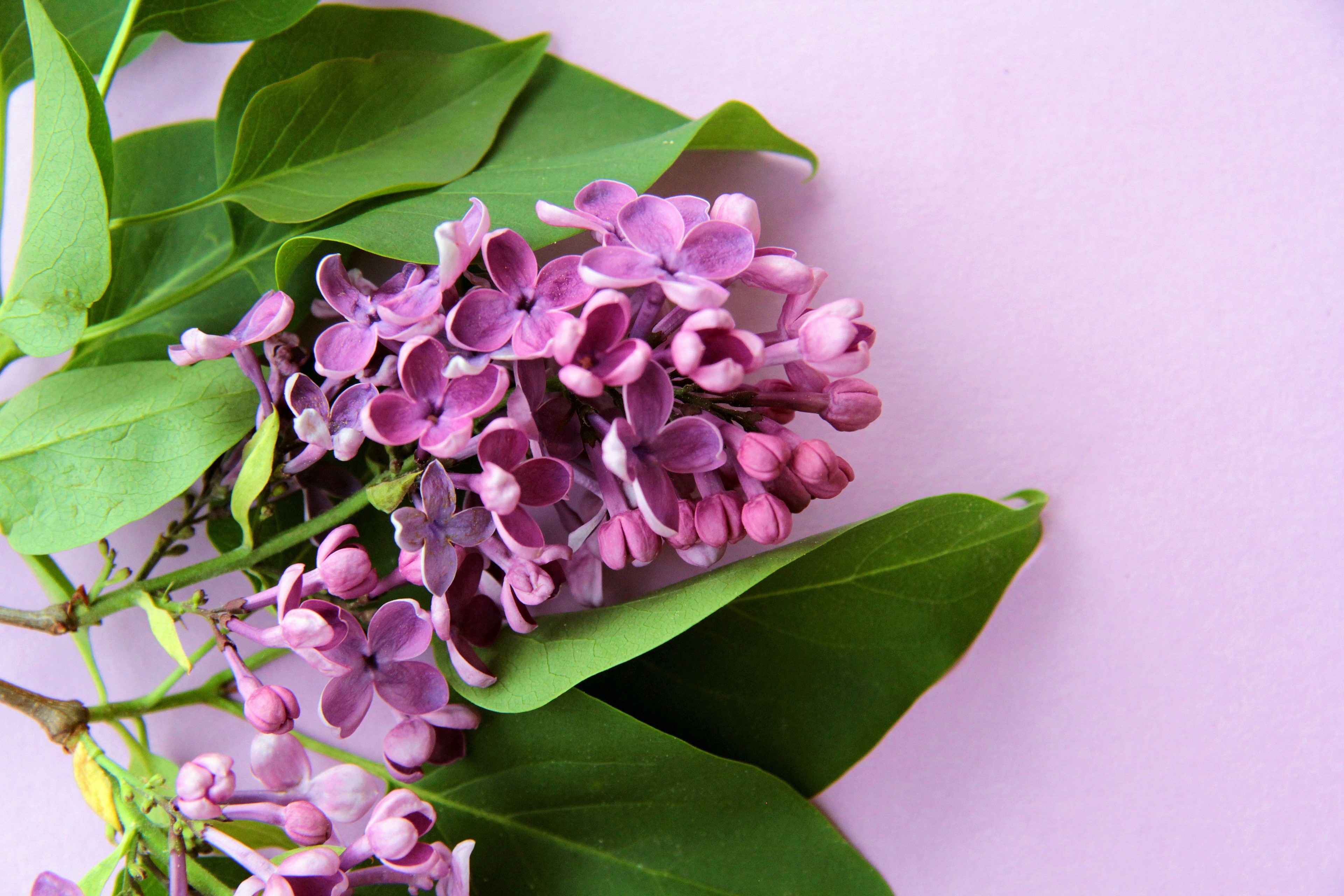 Lilac flowers on a violet background HD Wallpaper