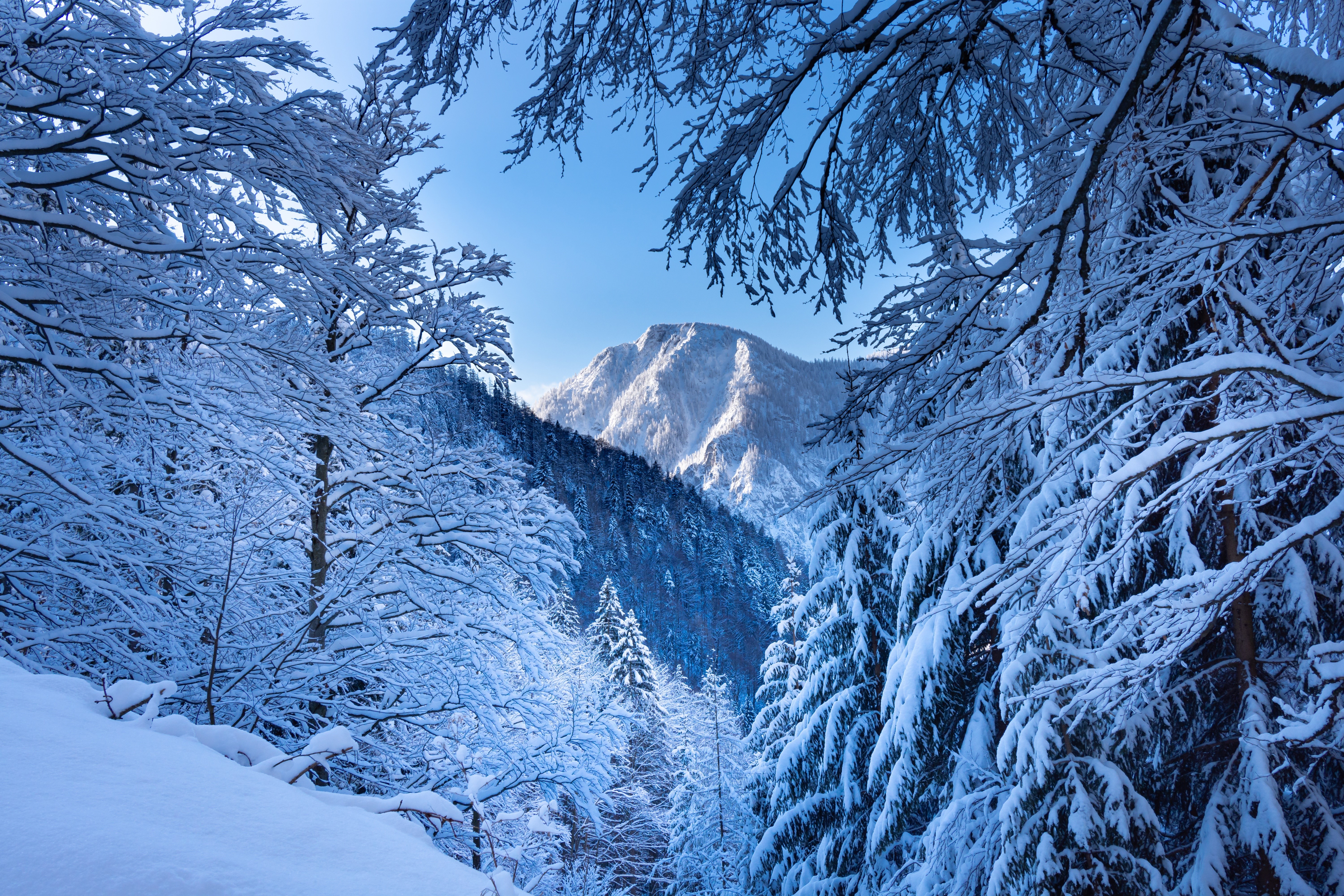 Snowy mountains and trees in Austria HD Wallpaper