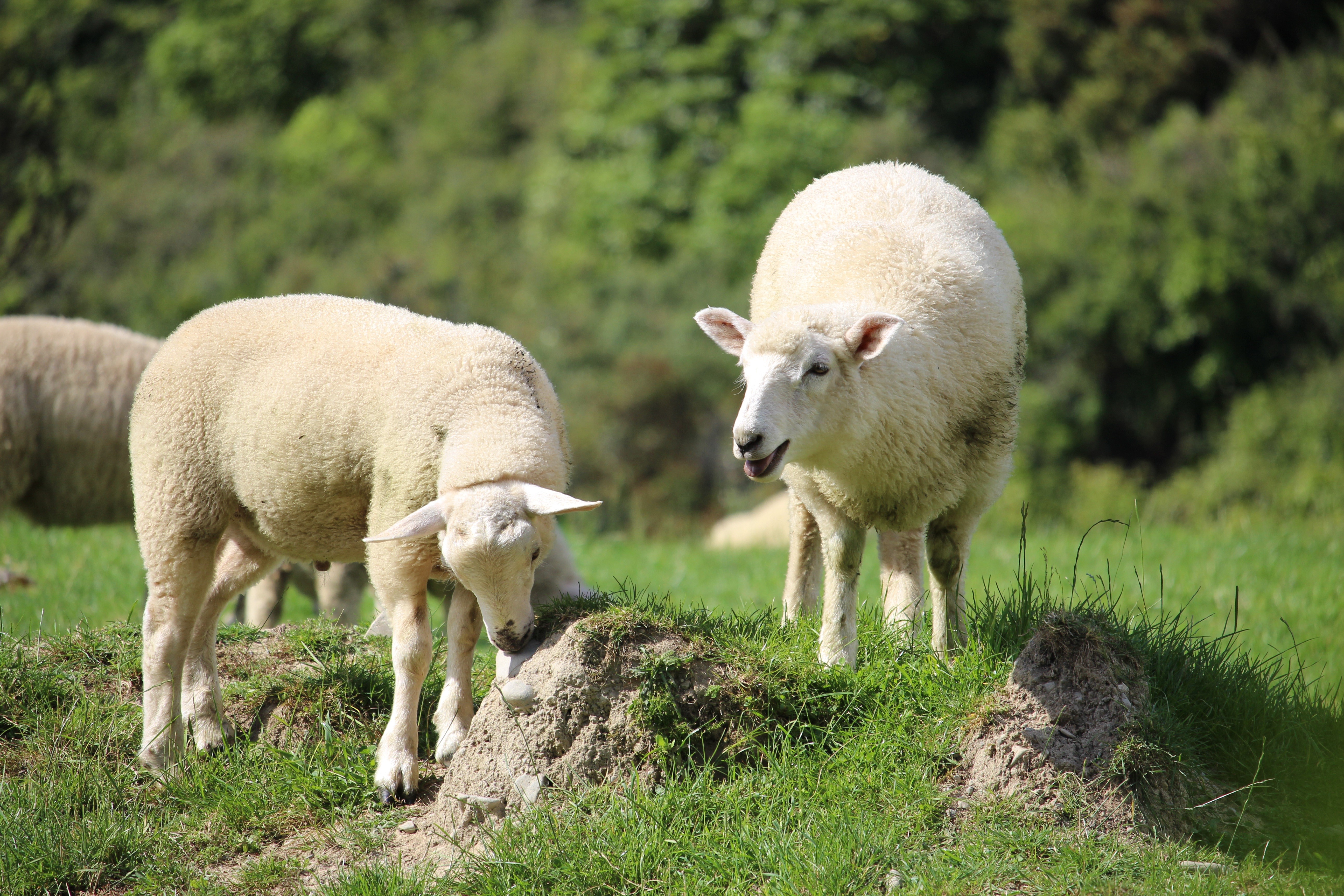 Two sheep grazing in a grassy field HD Wallpaper