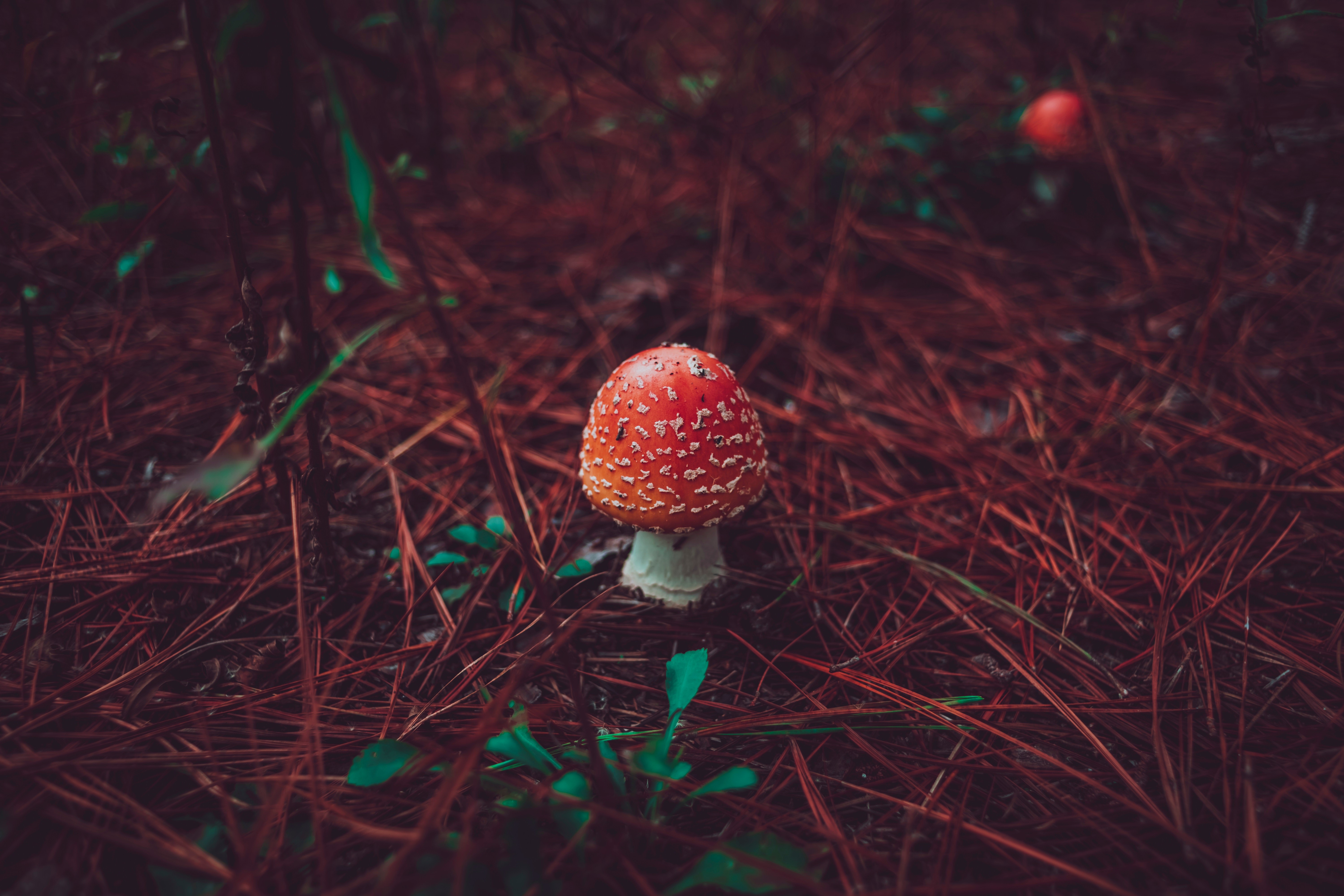 Red Amanita Mushroom in Forest HD Wallpaper