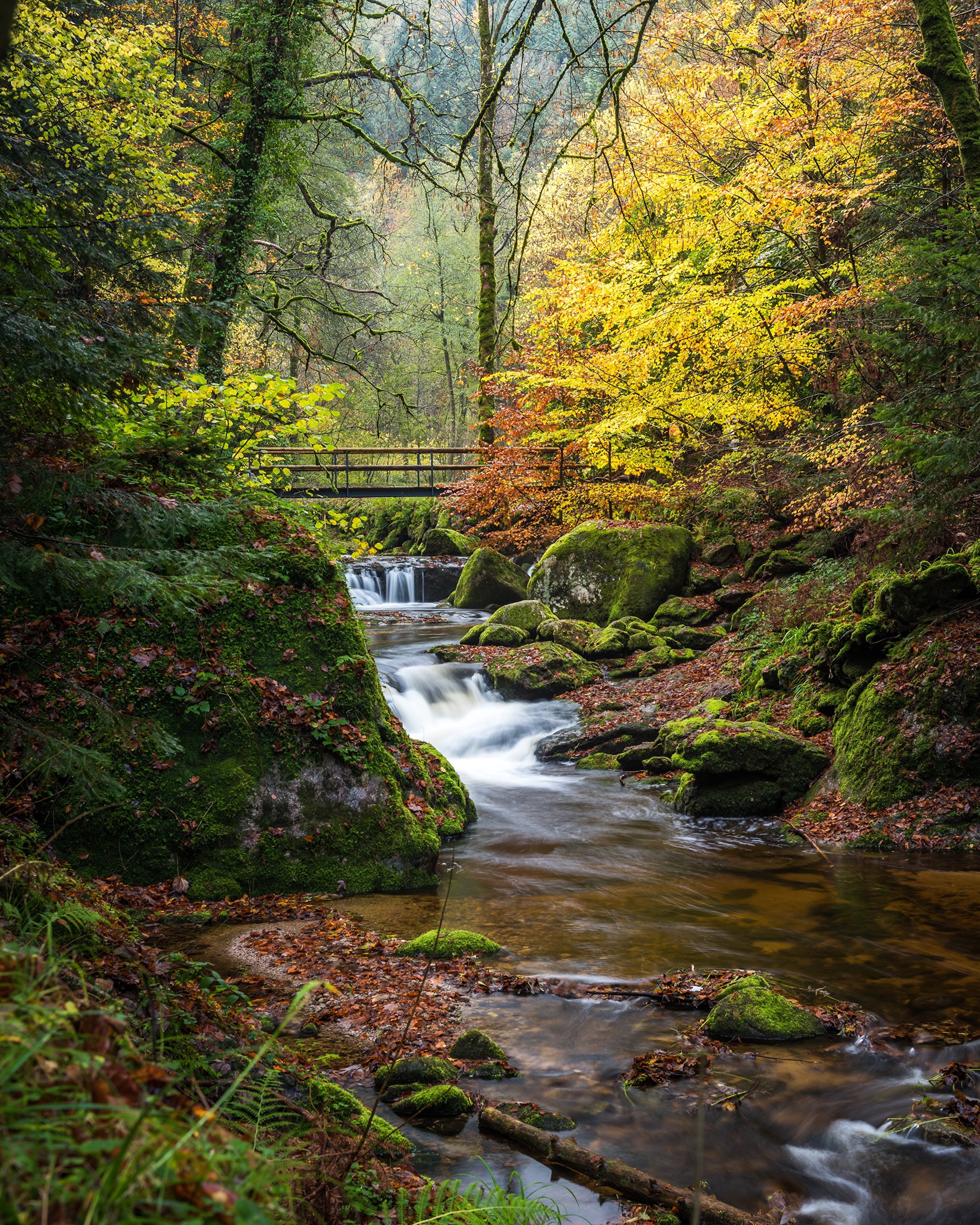 Autumn forest stream with a wooden bridge in the Black Forest HD Phone Wallpaper