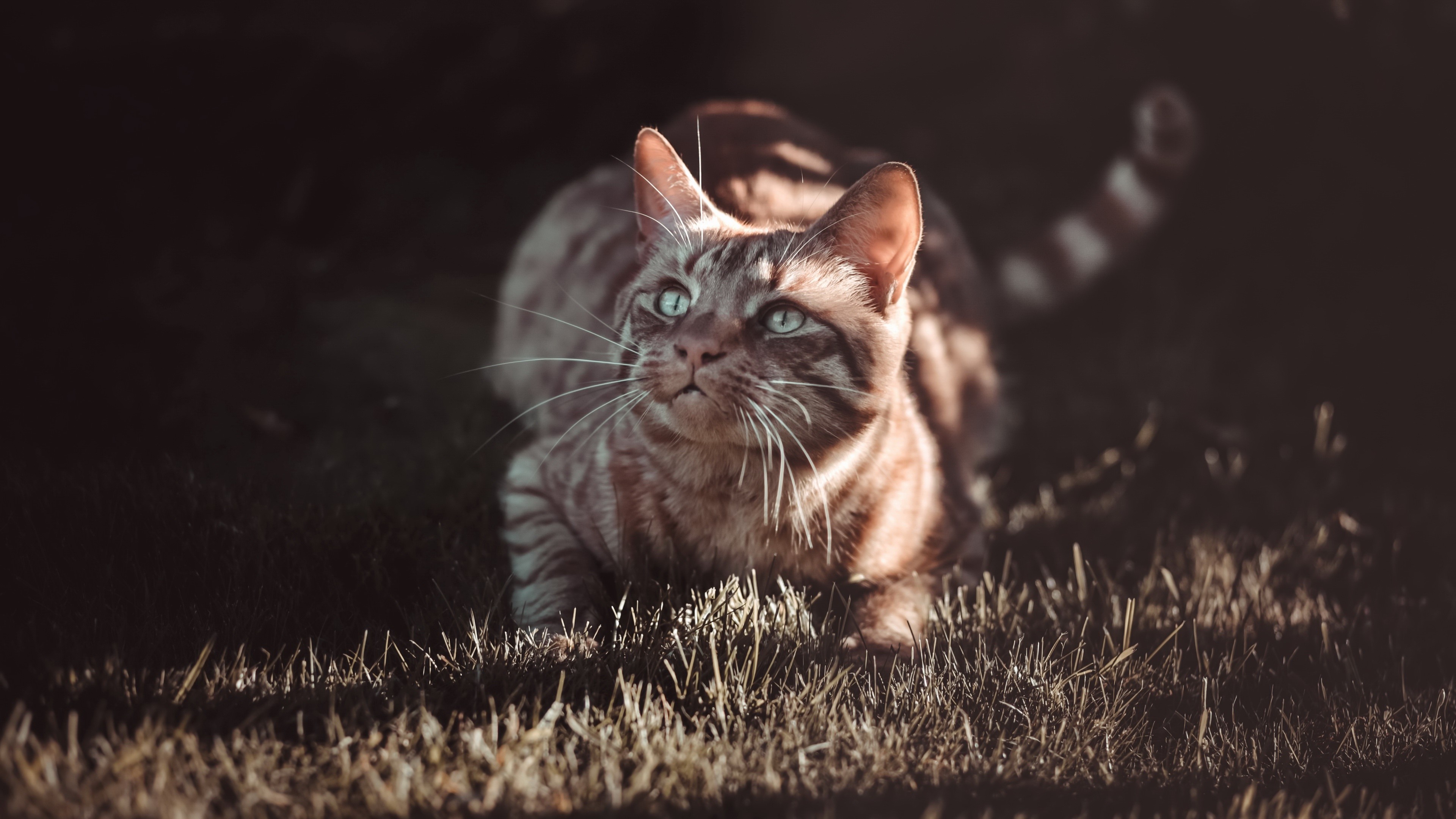 Tabby Cat with Blue Eyes in Grass HD Wallpaper